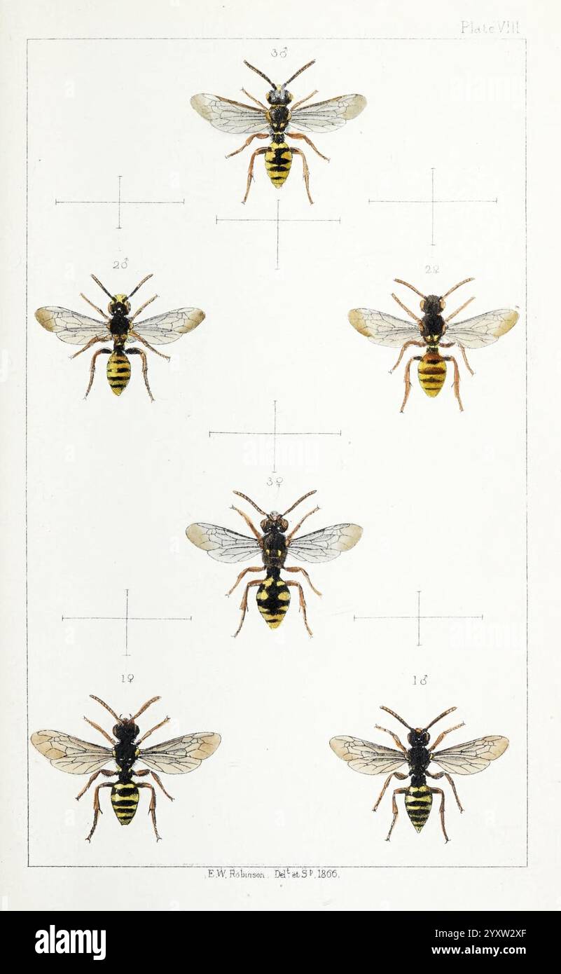 British, Bees, London, L. Reeve & Co, 1866, Bees, Großbritannien, Hymenoptera, eine wissenschaftliche Illustration, die sechs verschiedene Arten von Wespen zeigt, die in zwei Reihen angeordnet sind. Jedes Exemplar wird detailliert dargestellt und hebt charakteristische Merkmale wie Färbung, Flügelmuster und Körperformen hervor. Die Wespen sind von 18 bis 36 nummeriert, was eine eindeutige Referenz für die Identifizierung darstellt. Die Etiketten weisen darauf hin, dass dies Teil einer umfassenderen Studie über die Eigenschaften von Wespen ist. Die Abbildung betont die Vielfalt innerhalb dieser Insektengruppe mit unterschiedlichen Streifen- und Größenmustern zwischen den s Stockfoto