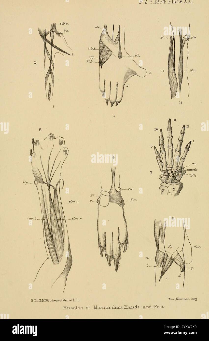 Proceedings of the Zoological Society of London, London, Academic Press, Zoologie, Zeitschriften, diese Abbildung zeigt eine Reihe detaillierter anatomischer Skizzen, die sich auf die Muskeln der Hände und Füße von Säugetieren konzentrieren. Die Anordnung umfasst verschiedene Ansichten und Perspektiven, wobei bestimmte Muskelgruppen hervorgehoben werden. Jeder Abschnitt ist sorgfältig mit Abkürzungen für anatomische Begriffe versehen, die Einblicke in die Struktur und Funktion dieser Muskeln geben. Die Darstellung reicht von der Vordergliedmaße bis zur Hintergliedmaße und zeigt deren Variationen und Ähnlichkeiten zwischen verschiedenen Arten. Die komplizierte l Stockfoto