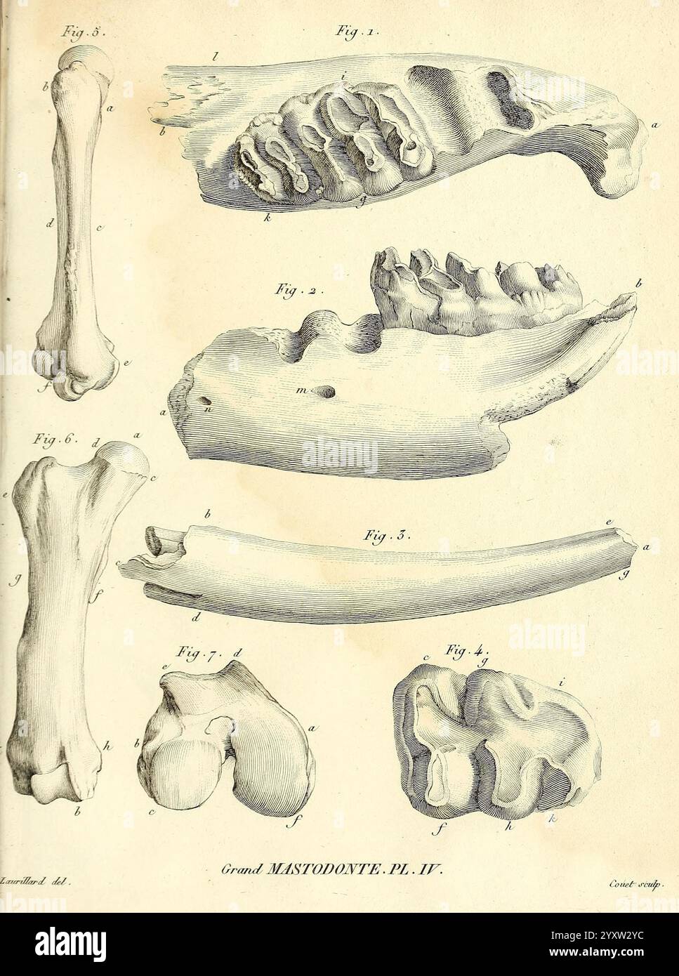 Recherches sur les ossemens Fossiles de quadrupèdes Paris, Deterville, 1812. Frankreich, Geologie, Säugetiere, Fossilien, Paläontologie, Region Paris, Wirbeltiere, Fossil, Mammal, die Abbildung zeigt detaillierte anatomische Zeichnungen verschiedener Mastodon-Knochen, die mit sequenziellen Figuren beschriftet sind, die verschiedene Skelettstrukturen hervorheben. Jeder Abschnitt zeigt spezifische Elemente: Obere Backenzähne, untere Kieferkomponenten und Gliedmaßen-Knochen. Die komplexe Morphologie dieser prähistorischen Knochen gibt Einblicke in die einzigartige Anatomie des Mastodon und veranschaulicht Merkmale wie geriffelte Zähne, die zum Vermahlen von Vegetatio geeignet sind Stockfoto