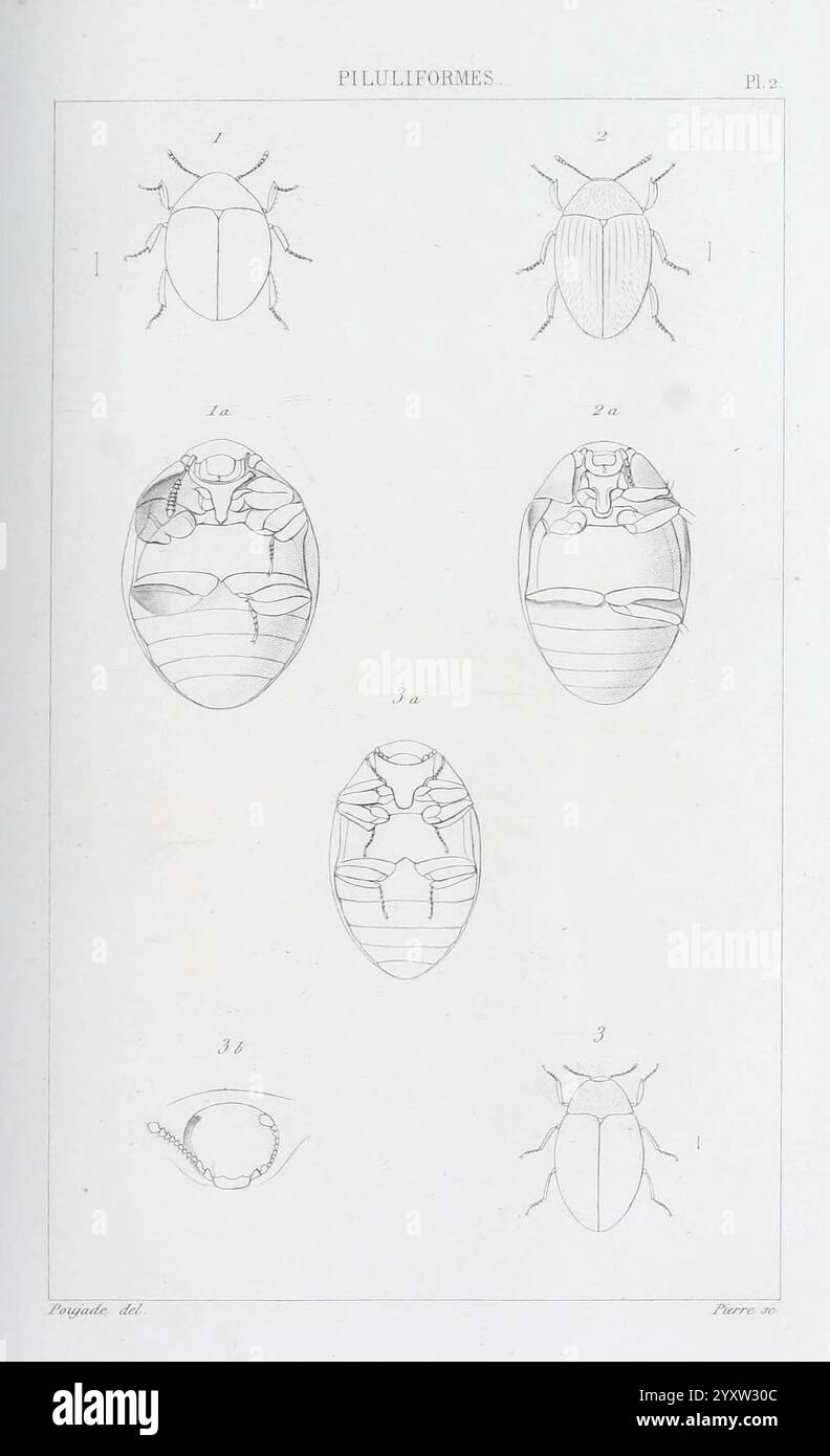 Annales de la Société Linnéenne de Lyon, Lyon, Société Linnéenne de Lyon, Naturgeschichte, Zeitschriften, die Illustration zeigt eine Reihe detaillierter entomologischer Zeichnungen, die verschiedene Käfer zeigen, die unter dem Titel „Ptiliidiformes“ kategorisiert sind. Jedes Exemplar ist nummeriert und präsentiert Ansichten aus verschiedenen Blickwinkeln, einschließlich dorsaler und ventraler Perspektiven. Die komplizierte Linienführung hebt charakteristische Merkmale wie Körperform, Flügelabdeckung und anatomische Strukturen hervor und bietet eine klare Referenz für Identifikation und Untersuchung. Die Gesamtzusammensetzung betont die Vielfalt innerhalb von t Stockfoto