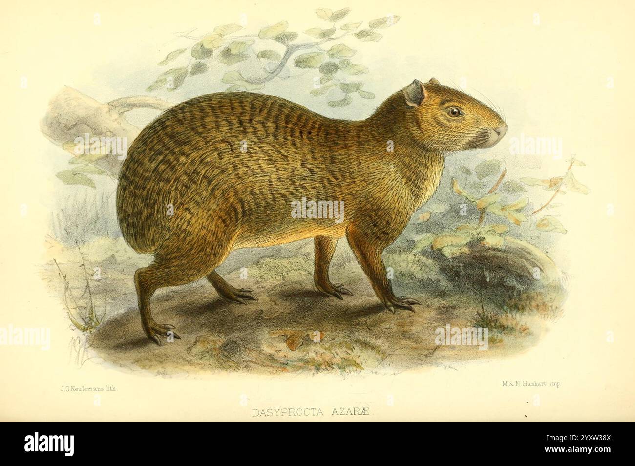 Proceedings of the Zoological Society of London, London, Academic Press, Zoologie, Zeitschriften, Zoologie, Eine detaillierte Abbildung eines großen Nagetieres, bekannt als Capybara, dargestellt mit seinem runden Körper und seinen kurzen Gliedmaßen. Das Tier ist im Profil positioniert und zeigt seine charakteristischen Merkmale wie das grobe Fell und die markante Mündung. Die Capybara ist umgeben von ihrem natürlichen Lebensraum, einschließlich der grünen Vegetation, die zur Gesamtsituation beiträgt. Die Abbildung zeigt die Anatomie und Textur der Art und hebt ihre einzigartigen Eigenschaften in einem naturalistischen Stil hervor. Stockfoto