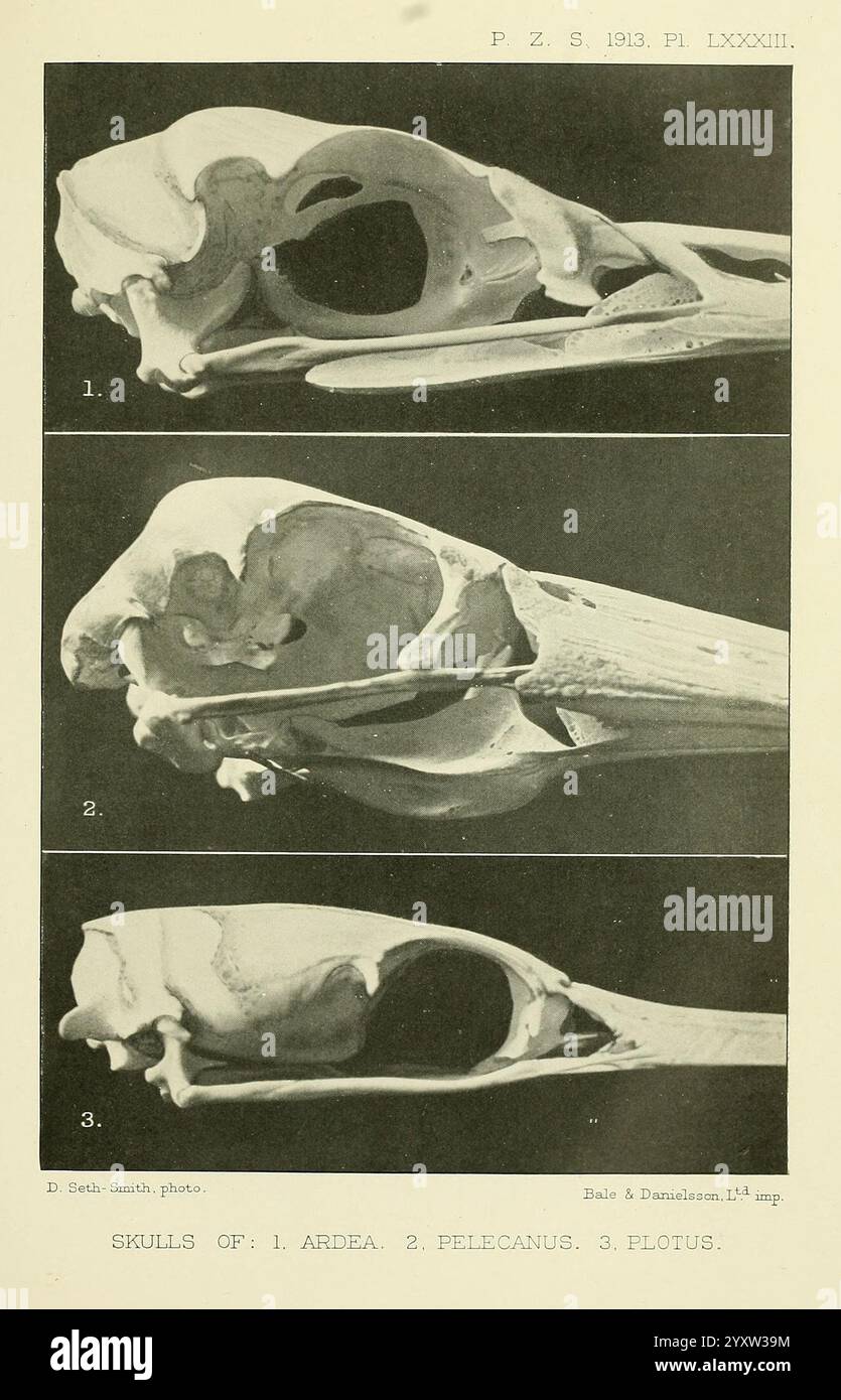 Proceedings of the Zoological Society of London London Academic Press Periodials Zoology Birds, die Ausstellung zeigt drei detaillierte Abbildungen von Vogelschädeln, die jeweils numerisch zur Identifizierung gekennzeichnet sind. Der erste Schädel gehört zur Gattung Ardea, die häufig mit Reihern und ähnlichen Arten assoziiert wird. Die zweite zeigt den Schädel der Gattung Pelecanus, der für Pelikane repräsentativ ist, und zeigt seine Besonderheiten, einschließlich des langgestreckten Schnabels. Der dritte Schädel stellt die Gattung FLOTUS dar. In jeder Abbildung werden die anatomischen Strukturen hervorgehoben und die einzigartigen Anpassungen dieser Strukturen hervorgehoben Stockfoto