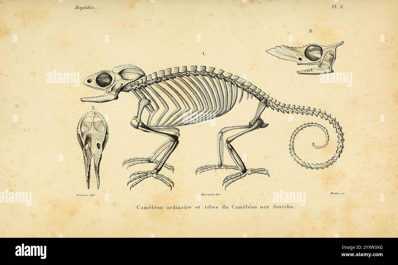 Erpetologie générale, ou, Histoire naturelle complète des reptiles Paris, Roret, 1834-1854. Amphibien Herpetology Reptiles, eine anatomische Illustration eines Chamäleons, die seine Skelettstruktur zeigt. Die Hauptfigur zeigt eine detaillierte Darstellung des Skeletts des Chamäleons, wobei wichtige Aspekte wie Schädel, Wirbelsäule und Gliedmaßen hervorgehoben werden. Diese zentrale Illustration wird durch kleinere Bilder ergänzt, die eine Nahaufnahme des Schädels des Chamäleons und eines Seitenprofils des Kopfes zeigen, was die markante Struktur und die einzigartigen Merkmale dieses Reptils unterstreicht. Die detaillierten Linienarbeiten und Etiketten Stockfoto