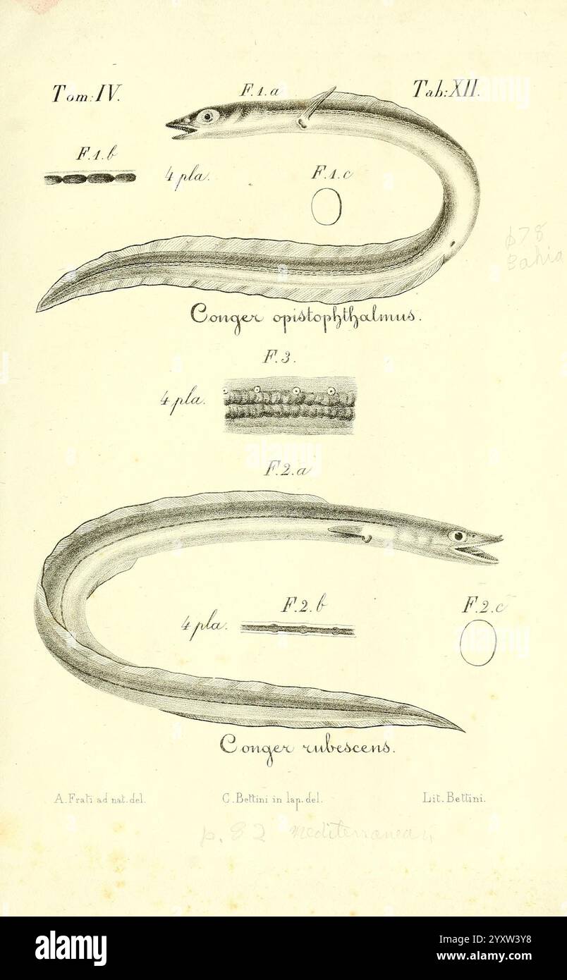 De novis speciebus piscium, Bologna?, Accademia delle scienze del'Istituto di Bologna?, 1840?, Fisch, Tier, Tiere, Illustration, Buch, Illustrationen, Seite, Aal, Fische, Aale, Animalia, Conger, wissenschaftliche Illustration, Buchseite, Chordaten, Vertebrata, Gnathostomata, Teleostomi, wissenschaftliche Illustrationen, Actinopterygii, Neopterygii, Teleostei, Eukaryota, Anguilliformes, Congridae, European Conger, Conger conger, Ariosoma, Conger conger, Elopomorpha, de novis speciebus piscium, Conger rubescens, Conger rubescens, Conger opistophthalmus, Conger opistophthalmus, Ariosoma opistophthalmus, Ariosom Stockfoto