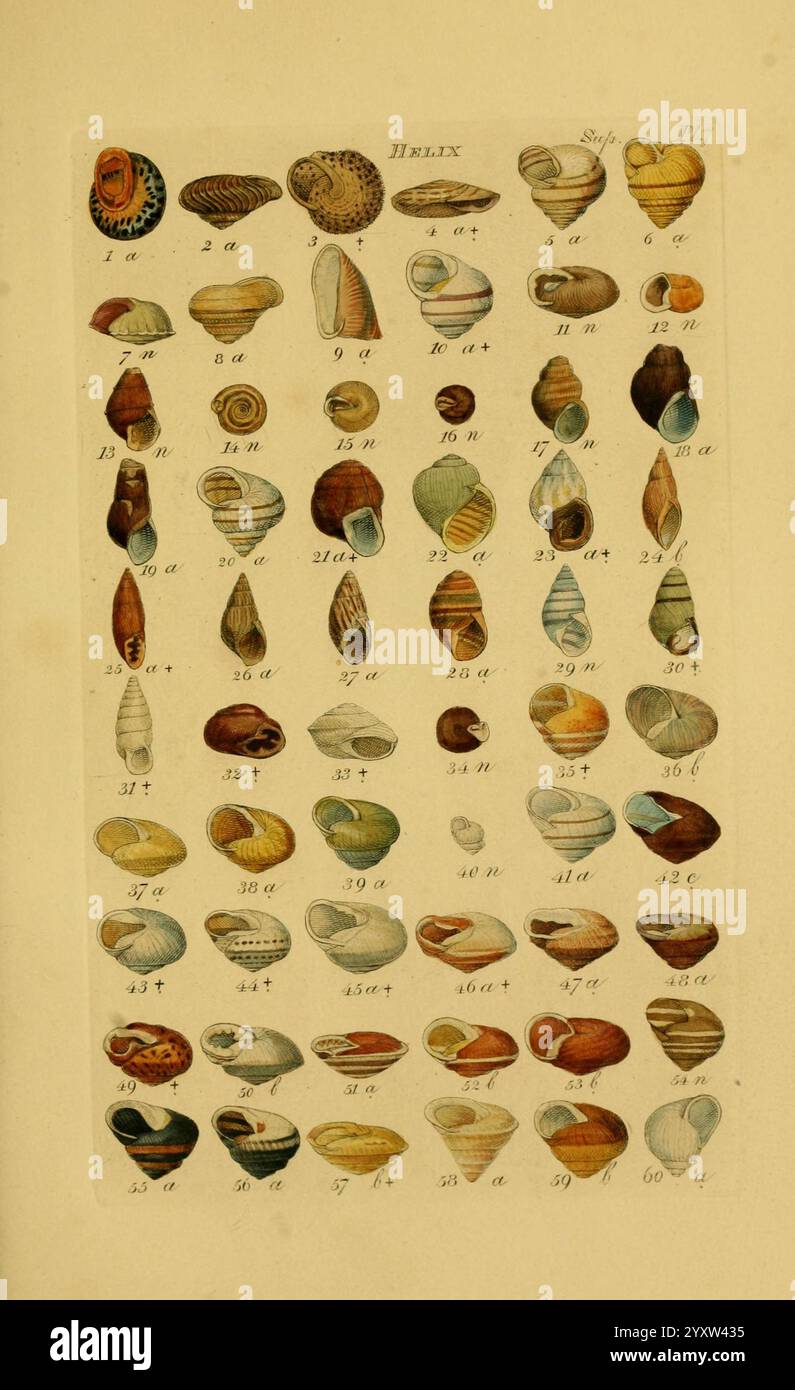 Index testaceologicus London, 1856, Weichtiere, Muscheln, Wirbellose, Zoologie von Wirbellosen., Eine detaillierte Illustration, die eine vielfältige Sammlung von Muscheln zeigt, die in einem organisierten Raster angeordnet sind. Jede Schale ist nummeriert und mit komplexen Details angezeigt, wobei ihre einzigartigen Formen, Farben und Muster hervorgehoben werden. Die Vielfalt umfasst spiralförmige, konische und flache Muscheln, die die reiche Vielfalt der Meereslebewesen veranschaulichen. Die Illustration dient als Untersuchung der Naturgeschichte und gibt den Zuschauern Einblick in die Schönheit und Komplexität der Schalenmorphologie. Eindeutige Kennzeichnung begleitet jede Probe, indisch Stockfoto