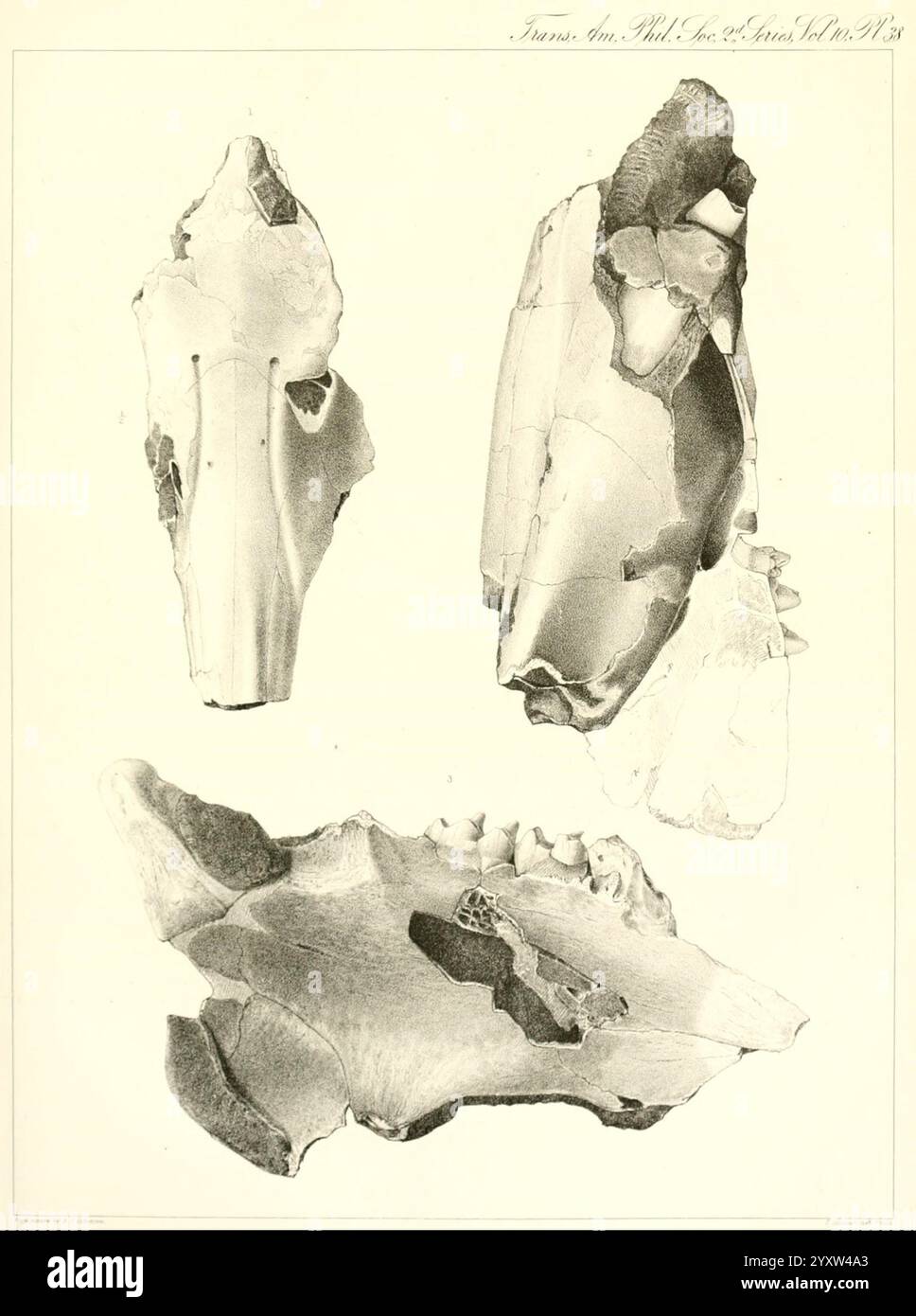 Transaktionen der American Philosophical Society, Philadelphia, der Wissenschaft, der Gesellschaften usw., die Ausstellung zeigt vier aufwändig illustrierte Beispiele prähistorischer Steinwerkzeuge, die markante Formen und Kanten zeigen. Jedes Stück zeigt einzigartige Eigenschaften, wie unterschiedliche Dicke, Absplittermuster und Gesamtform, was wahrscheinlich auf ihre spezifische Verwendung in frühen menschlichen Aktivitäten hinweist. Die Werkzeuge sind künstlerisch angeordnet, was eine detaillierte Untersuchung ihrer Handwerkskunst und der Entwicklung der Werkzeugmachungstechniken ermöglicht. Diese Artefakte spiegeln wichtige Aspekte der frühen menschlichen Technologie wider Stockfoto