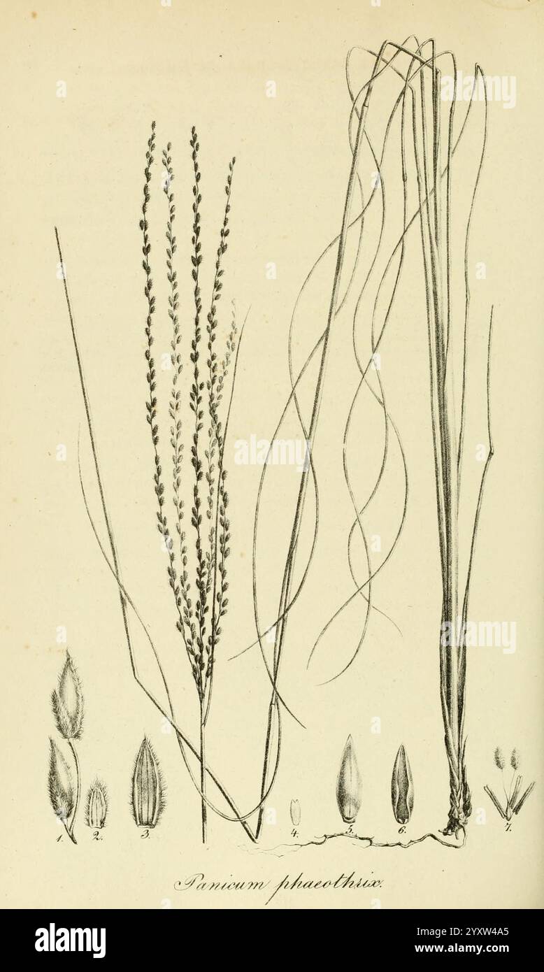 Art Graminum, Petropoli, Impensis Academiae Imperialis Scientiarum, 1828-1836, Gramineae, Bildwerke, Gräser, eine detaillierte botanische Darstellung verschiedener Teile der Pflanzenart Panicum phaeoltithix. Das Kunstwerk zeigt hohe, schlanke Stiele mit filigranen Blütenstacheln an der Spitze und lange, zarte, grasartige Blätter, die sich von der Basis aus erstrecken. Neben der Hauptstruktur der Pflanze zeigen mehrere kleinere Abbildungen Samenköpfe und Blattformationen und bieten einen umfassenden Überblick über die Morphologie der Pflanze. Die komplizierte Linienführung betont die einzigartigen Merkmale und den Text Stockfoto