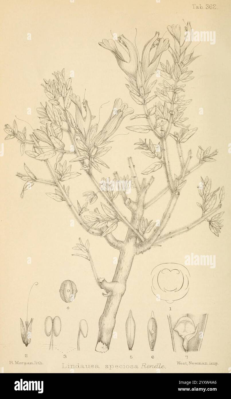 Journal of Botany, britisches und ausländisches London Robert Hardwicke 1863-1942 Botany Great Britain Periodicals Plants, Eine detaillierte botanische Illustration der Pflanzenart Lindauas speciosa. Die Hauptzusammensetzung zeigt einen Zweig mit Blättern und Blüten, der die natürliche Form der Pflanze darstellt. Die zentrale Darstellung wird durch mehrere kleinere Illustrationen begleitet, die verschiedene Teile der Pflanze hervorheben, darunter Samen und einen Querschnitt einer Blume. Die filigranen Linien und Schattierungen betonen die komplizierten Details jedes Elements und bieten eine klare anatomische Ansicht der Spezies. Diese Abbildung Stockfoto