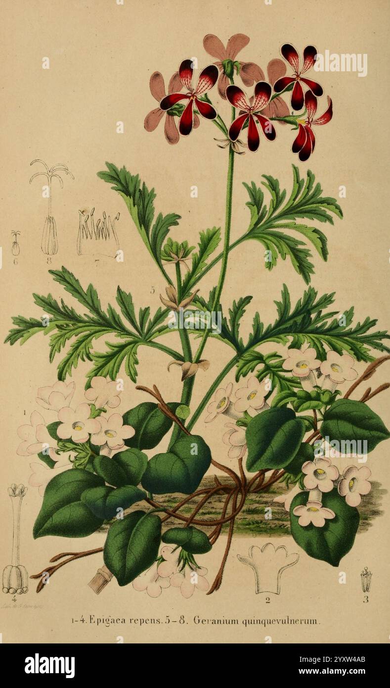 Belgique, Gartenbau, Lüttich, Botanik, Gartenbau, Zeitschriften, Pflanzen, die Illustration zeigt eine lebendige Darstellung von zwei verschiedenen blühenden Pflanzen. An der Vorderseite zeigt ein zarter Stab rosa-rote Blüten mit jeweils fünf Blütenblättern, die charakteristisch für die Gattung Geranium sind, insbesondere Geranium Quinquelobum. Diese Blüten werden durch üppiges, grünes Laub mit Palmatblättern ergänzt, die eine gezackte Kante aufweisen. Stockfoto