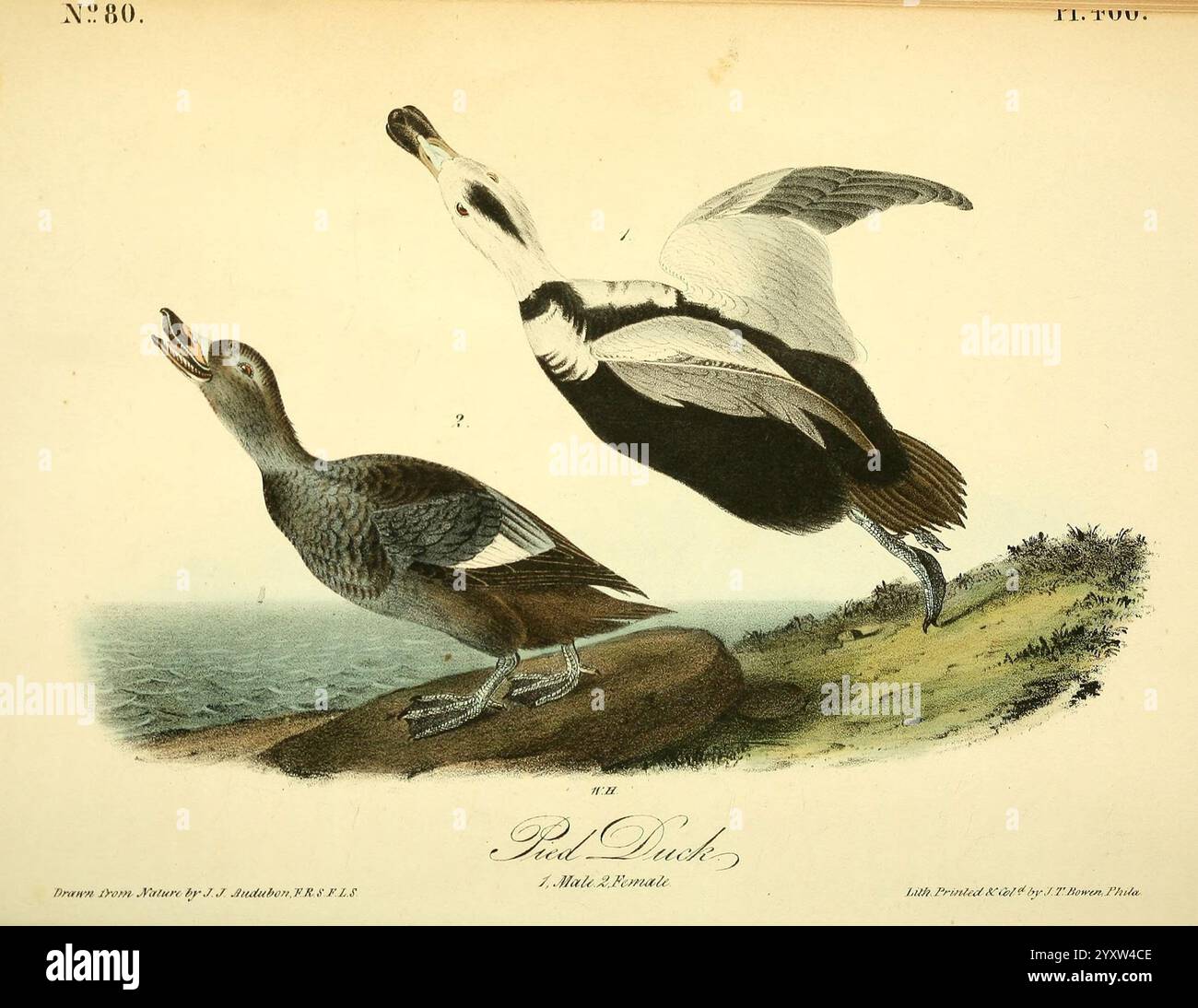The Birds of America, New York, J.B. Chevalier, 1840-1844, Birds, North America, John James Audubon, Bildwerke, Camptorhynchus labradorius., die Illustration zeigt zwei Enten, die ihre einzigartigen Eigenschaften zeigen. Eine Ente ist in einer Tauchhaltung dargestellt, die ihren stromlinienförmigen Körper und ihre markanten Markierungen zeigt, während die andere in kreisförmiger Position mit gedrehtem Kopf und geöffnetem Mund, möglicherweise quackend, zu sein scheint. Die Umgebung bietet einen subtilen Eindruck von Wasser und Vegetation, der einen Einblick in ihren natürlichen Lebensraum bietet. Das detaillierte Rendering hebt die anatomische Leistung hervor Stockfoto