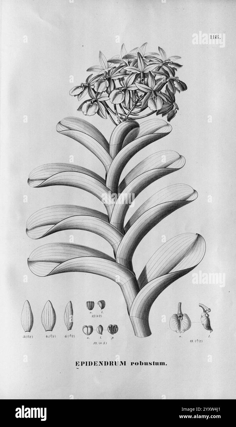 Flora brasiliensis, enumeratio plantarum in Brasilia hactenus detectarum. Monachii et Lipsiae [München & Leipzig], R. Oldenbourg, 1840-1906, Brasilien, Deutschland, Gravur, Botanik, 1840, Uncoloriert, Botaniker, Bildwerke, grafische Medien, eine Illustration des Epidendrum Robustum, die seine charakteristischen strukturellen Merkmale zeigt. Das Kunstwerk hebt den zentralen Blütenstachel hervor, der mit kleinen, komplizierten Blüten verziert ist. Um die Blüten herum sind breite, längliche Blätter, die sich unter dem Blütenstand ausbreiten. Die beigefügten Strichzeichnungen am unteren Rand zeigen die verschiedenen Phasen der Anlage Stockfoto