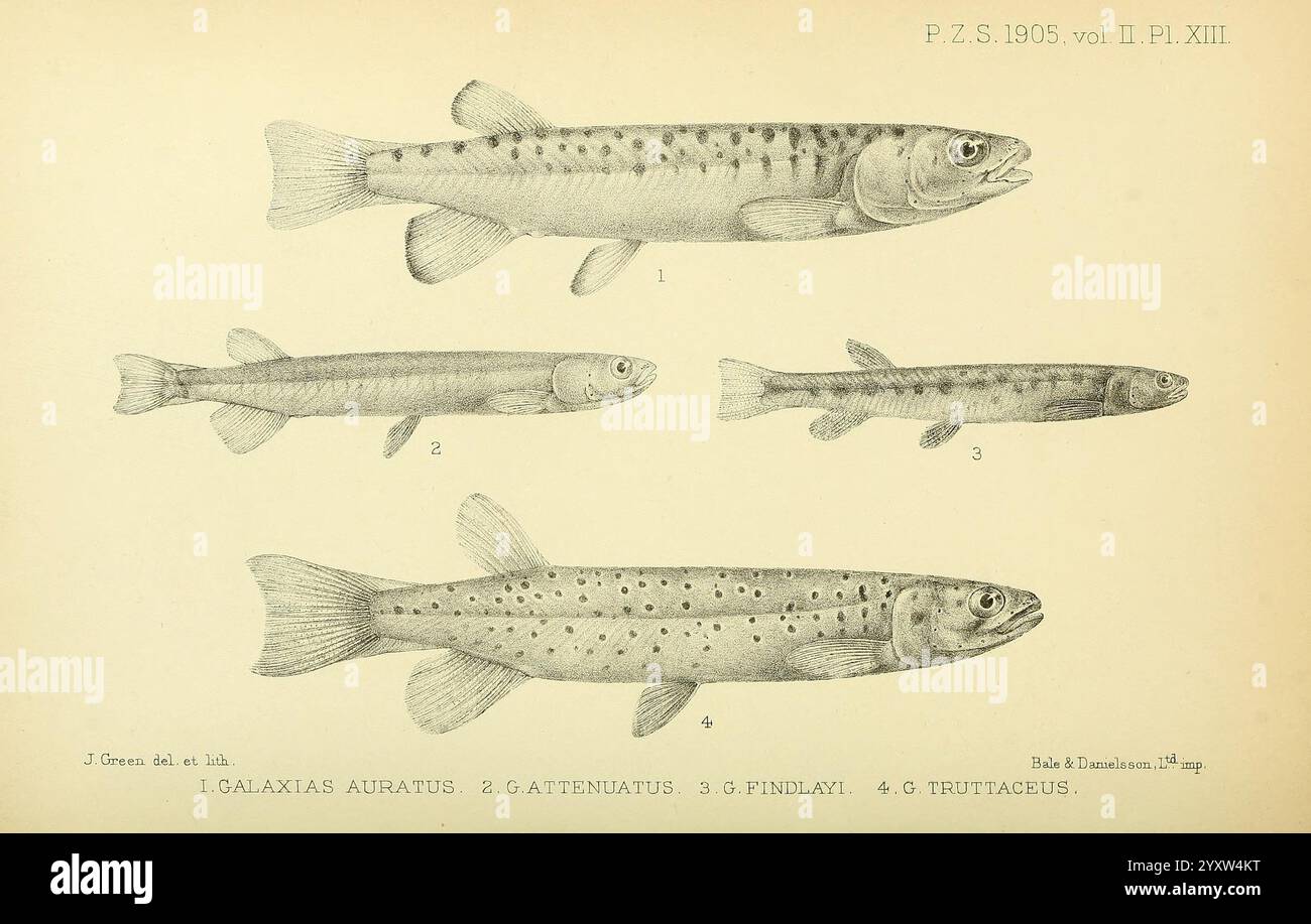 Proceedings of the Zoological Society of London, London, Academic Press Periodicals, Zoologie, Fish, die Abbildung zeigt mehrere Fischarten, die in einer Reihe detaillierter Darstellungen dargestellt werden. Jeder Fisch wird in einer Seitenansicht dargestellt, die seine charakteristische Form und Muster hervorhebt. Der erste Fisch, der größer ist, zeigt einen gesprenkelten Körper mit ausgeprägten Flecken entlang seiner Flanke. Der zweite Fisch ist etwas kleiner, hat ein schlankeres Profil und ein ähnliches geflecktes Muster. Der dritte Fisch erscheint noch kleiner und zeigt einen stromlinienförmigen Körper mit weniger Flecken. Der vierte Fisch, der kleinste im Gros Stockfoto