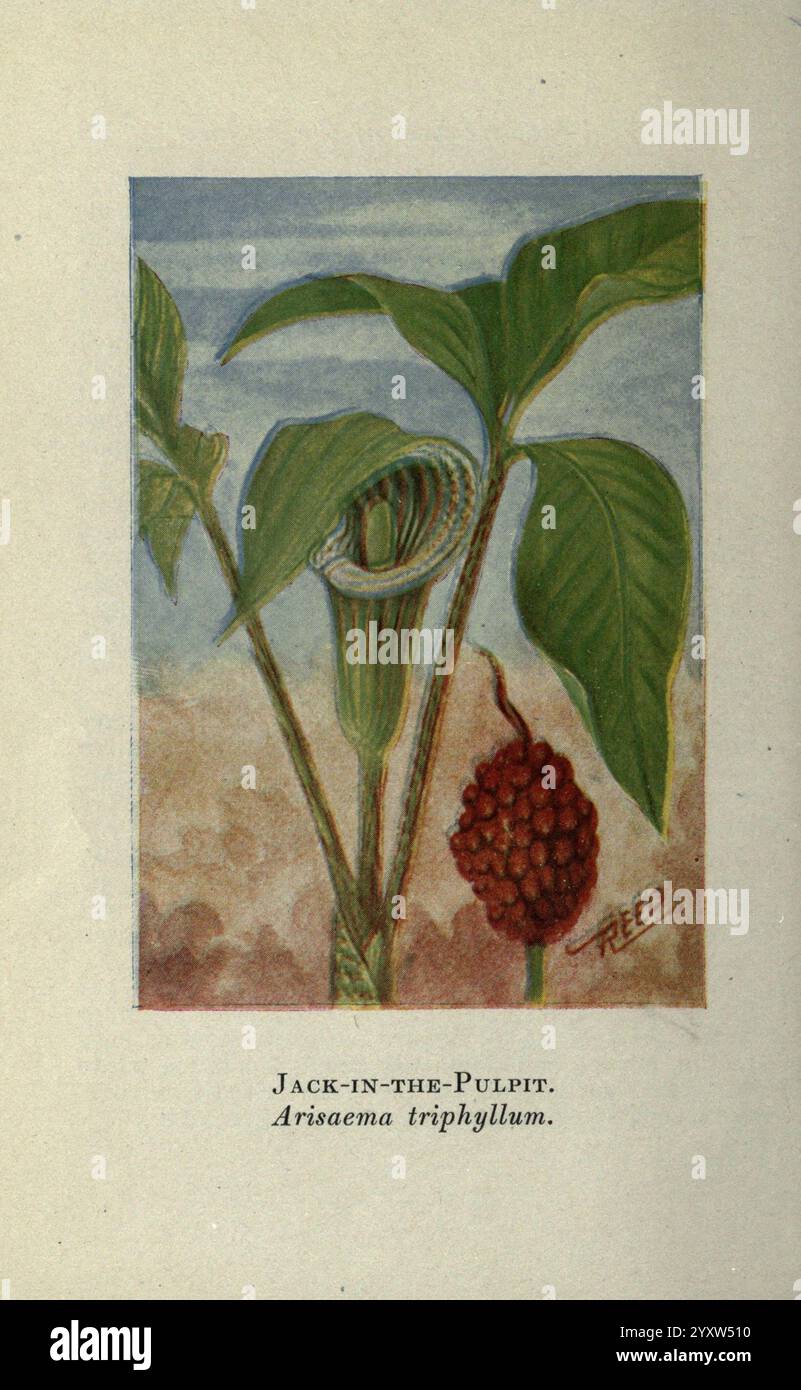 Wildflowers östlich der Rockies New York Doubleday Page 1910 USA zeigt die Illustration eine Jack-in-the-Kanzel-Pflanze, wissenschaftlich bekannt als Arisaema triphyllum. Hervorzuheben sind die charakteristischen spath- und Spadix-Eigenschaften dieser Pflanze, die ihre einzigartige Struktur zeigen. Rechts hängt eine Gruppe von hellroten Beeren, die einen Farbakzent auf den grünen Blättern hinzufügen. Der Hintergrund deutet auf eine natürliche Umgebung hin, wobei sich zarte Farben verschmelzen, die Erde und Laub andeuten und die lebendigen Details der Pflanze unterstreichen. Die Unterschrift des Künstlers ist subtil platziert, was die Handwerkskunst kennzeichnet Stockfoto