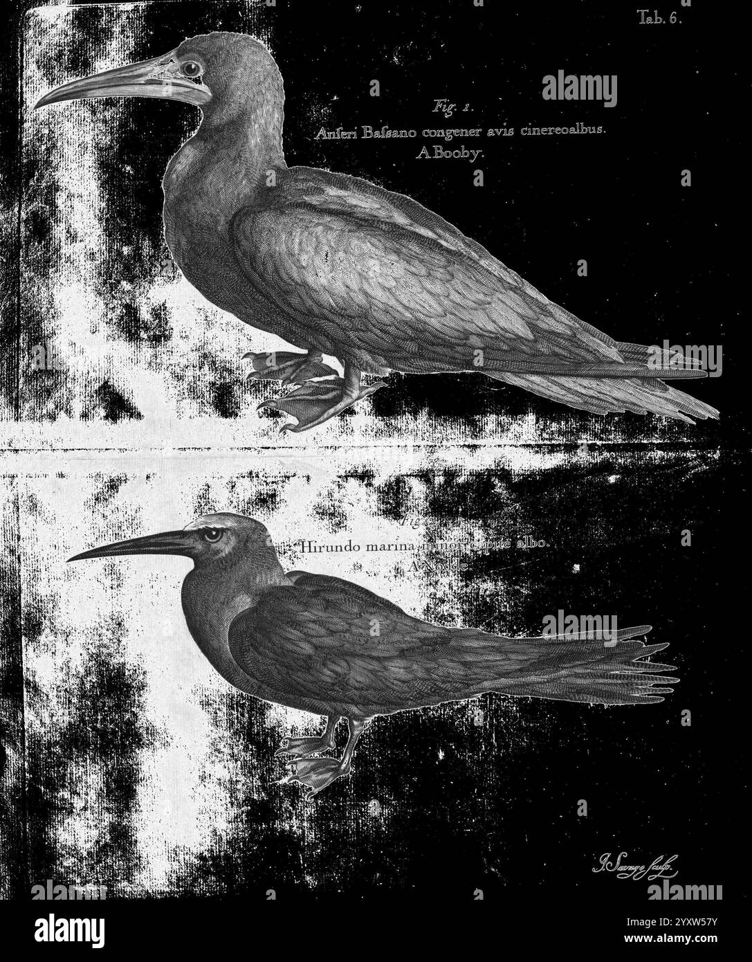 Eine Reise zu den Inseln, Madera, Barbados, Nieves, S. Christopher, Jamaika, London, gedruckt von B.M. für den Autor 1707-1725, England, Pflanzen, Naturgeschichte, Jamaika, Botanik, Gravuren, 1707, Beschreibung und Reise, prälinneanische Werke, diese Abbildung zeigt zwei verschiedene Vogelarten nebeneinander. Der obere Teil zeigt die Anseri Balanos, die allgemein als Booby bekannt sind. Er weist einen robusten Körper, breite Flügel und einen charakteristischen langen Schnabel auf, der zum Tauchen geeignet ist. Der untere Teil zeigt die „Hirundo Marina“, die als Meeresschlucke bekannt ist. Dieser Vogel zeichnet sich durch seine schlanke Form aus, el Stockfoto