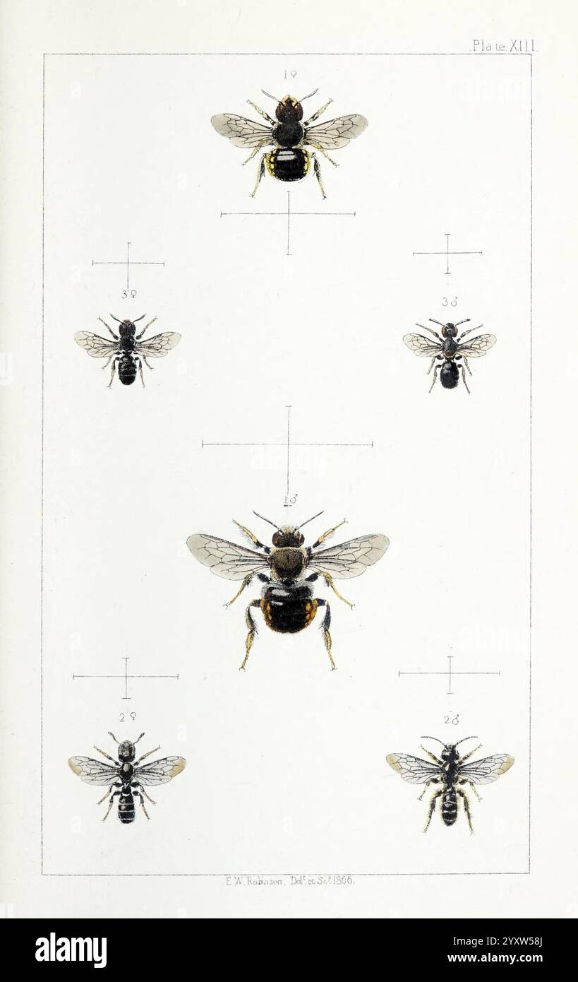 British, Bees, London, L. Reeve & Co, 1866, Bees, Großbritannien, Hymenoptera, eine detaillierte Darstellung verschiedener Bienenarten, die systematisch zur Untersuchung angeordnet sind. Die Komposition besteht aus drei Bienen, die aus verschiedenen Winkeln angezeigt werden: Einer Draufsicht und einer Seitenansicht, die ihre unterschiedlichen anatomischen Merkmale hervorhebt. Jede Biene wird von einer Skala zur Größenreferenz begleitet, die mit nummerierten Linien für spezifische Messungen gekennzeichnet ist. Die Illustration unterstreicht die Bedeutung dieser Bestäuber in der Natur und dient gleichzeitig als wissenschaftliche Referenz, die die Vielfalt und das Detail der Bienen veranschaulicht Stockfoto