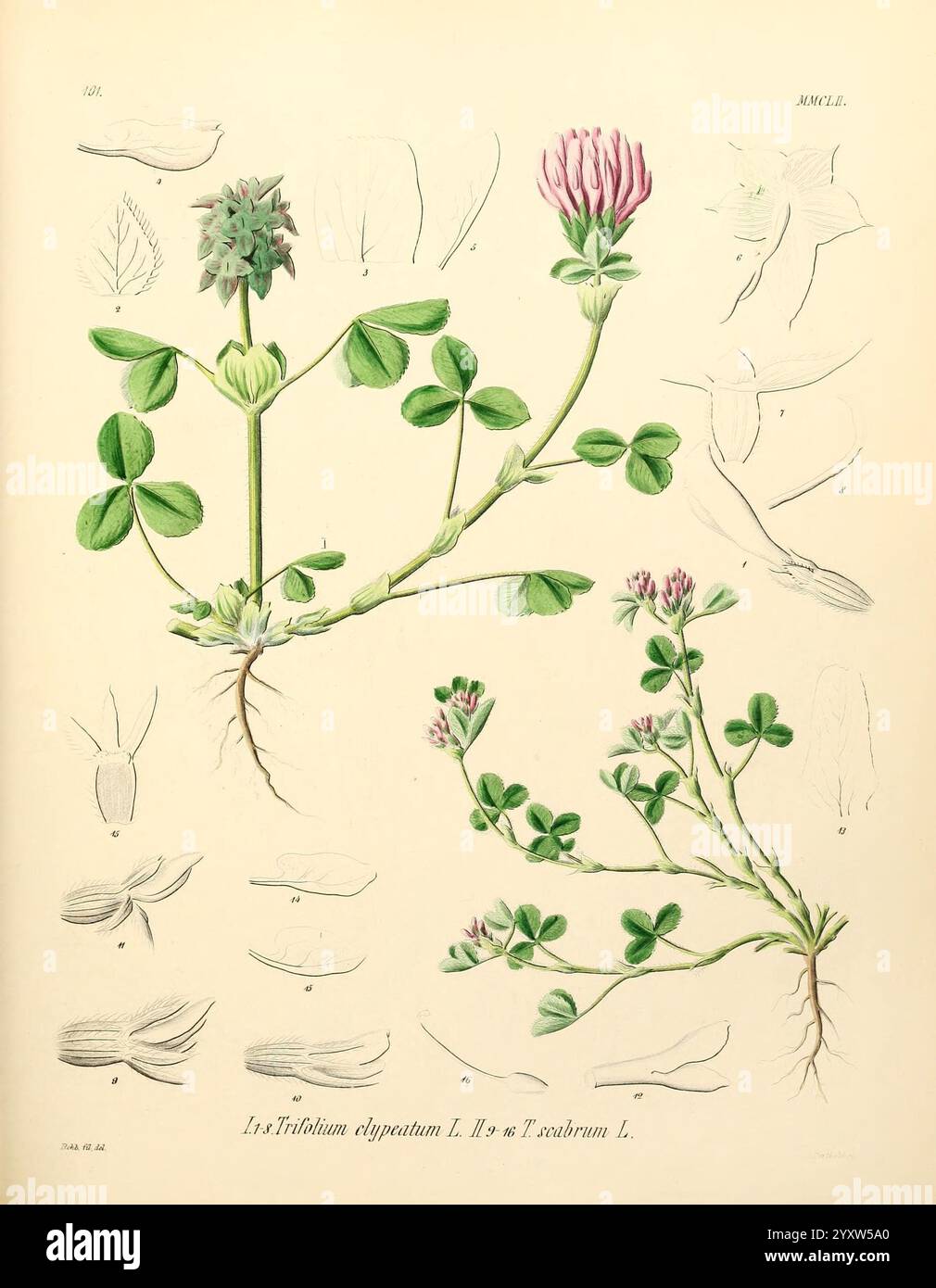 Icones florae Germanicae et Helveticae, Simul Pedemontanae, Tirolensis, Istriacae, Dalmaticae, Austriacae, Hungaricae, Transylvanicae, Moravicae, Borussicae, Holsaticae, Belgicae, Hollandicae, ergo Mediae Europae. Lipsiae, F. Hofmeister 1834-1912. [v. 1, 1850], Europa, Bildwerke, Pflanzen, die Abbildung zeigt eine detaillierte botanische Untersuchung einer Kleepflanze, die speziell die Arten Trifolium dysphorum L. und T. rubrum L. darstellt. links ist die Hauptstruktur der Pflanze dargestellt, die üppig grüne Blätter mit charakteristischer Dreiblättrigkeit und einem markanten Blütenkopf enthält Stockfoto