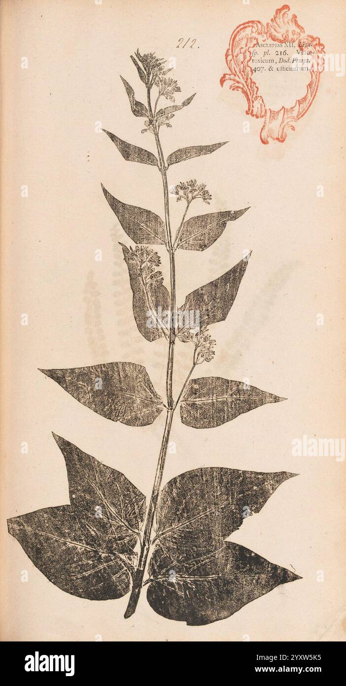 Flora Berolinensis, Berlin, die Schule, 1757-1758, Asclepias vincetoxicum, Berlin, Botanik, Deutschland, Naturdrucke, Bildwerke, Pflanzen, Exemplare, das Bild zeigt eine illustrierte botanische Darstellung einer Pflanze mit detaillierten Blättern, einem prominenten Stamm und blühenden Komponenten. Das Exemplar scheint präzise erfasst zu werden und hebt seine verschiedenen Merkmale hervor, wie die Form und Textur der Blätter und die Anordnung der Blüten. In der oberen rechten Ecke befindet sich ein dekoratives Emblem oder Siegel, begleitet von handschriftlichen Notizen, die den Namen oder die Klassifizierung der Pflanze angeben können Stockfoto