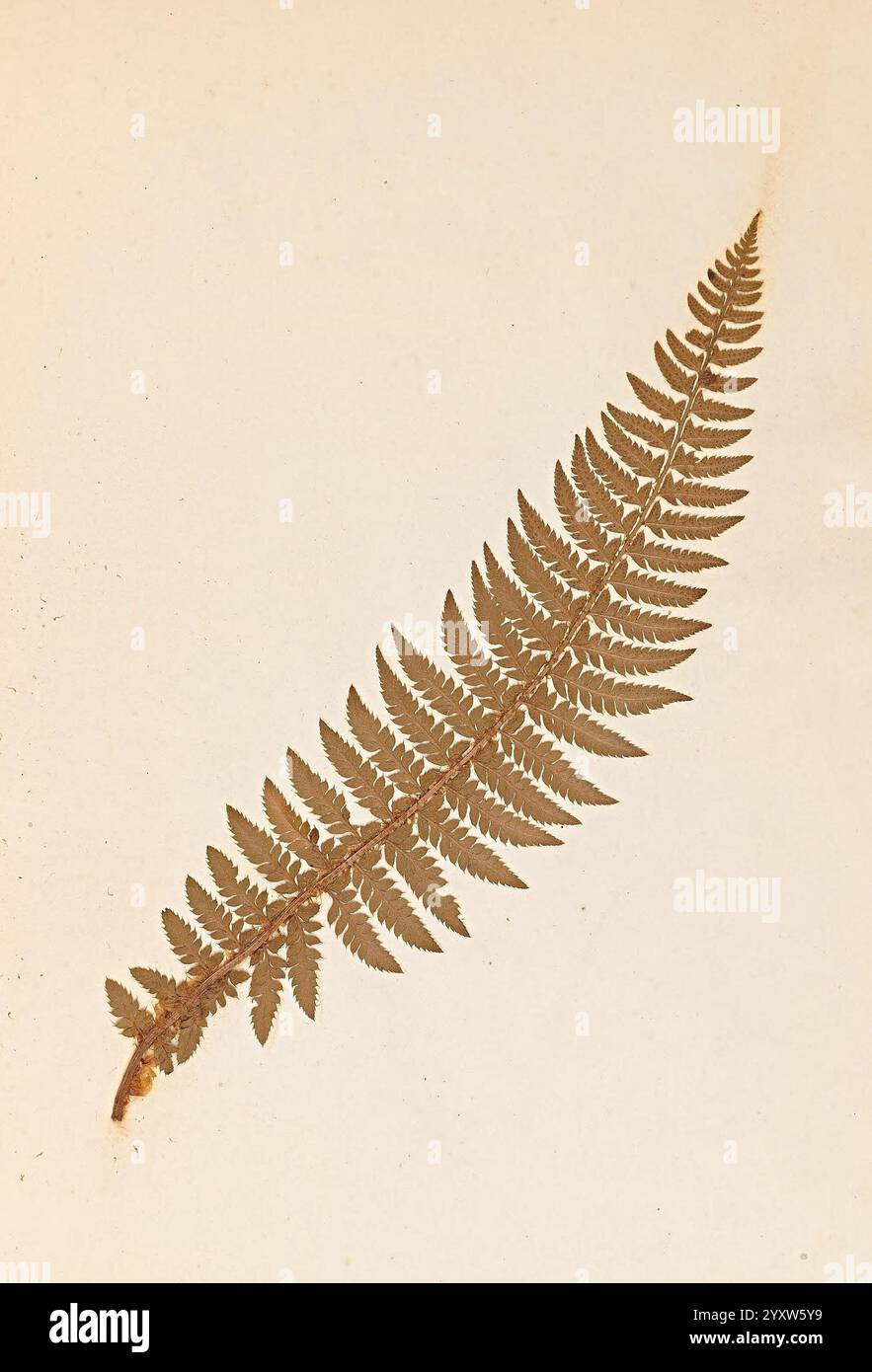 Die Farne von Wales, Heath, T. Thomas, 1856, Filices, wales, Ein zartes Farnblatt, Das seine komplizierten Wedel und den langen Stiel zeigt, ist elegant dargestellt. Die feinen Details der einzelnen Faltblätter betonen die natürliche Symmetrie und Textur, die Farne einzigartig sind. Der helle Hintergrund verstärkt die organische Form des Blattes und betont seine anmutigen Linien und die subtilen Schattierungen. Die Komposition strahlt ein Gefühl der Ruhe und Verbundenheit mit der Natur aus und lädt den Betrachter ein, die Schönheit der botanischen Formen zu schätzen. Stockfoto