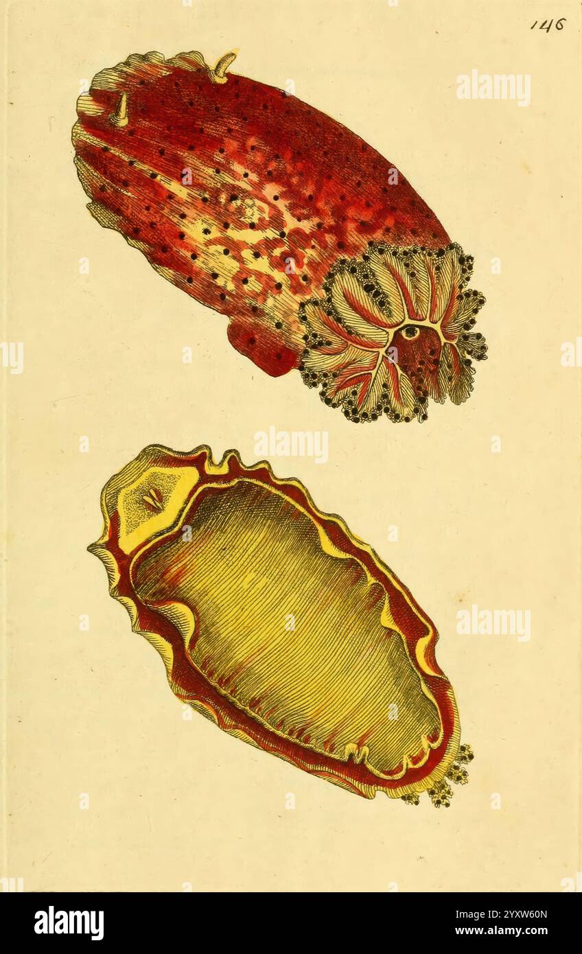 Beschreibungen, Abbildungen, Weichtiere, Bilder, Werke, die Abbildung zeigt zwei unterschiedliche Meeresbewohner, wahrscheinlich eine Weichtierart. Das obere Exemplar weist eine strukturierte Oberfläche mit leuchtenden rötlichen Tönen und komplizierten Mustern auf, die mit kleinen, dekorativen Stacheln entlang der Kante verziert sind. Unten zeichnet sich das untere Exemplar durch eine glatte, längliche Form aus, die kräftige Gelbtöne und eine auffällige rote Umrandung entlang des Umfangs der Schale aufweist. Zusammen heben diese Kreaturen die Vielfalt und Schönheit der Meereslebewesen hervor und betonen ihre einzigartigen Formen und Farben vor einem einfachen Rücken Stockfoto