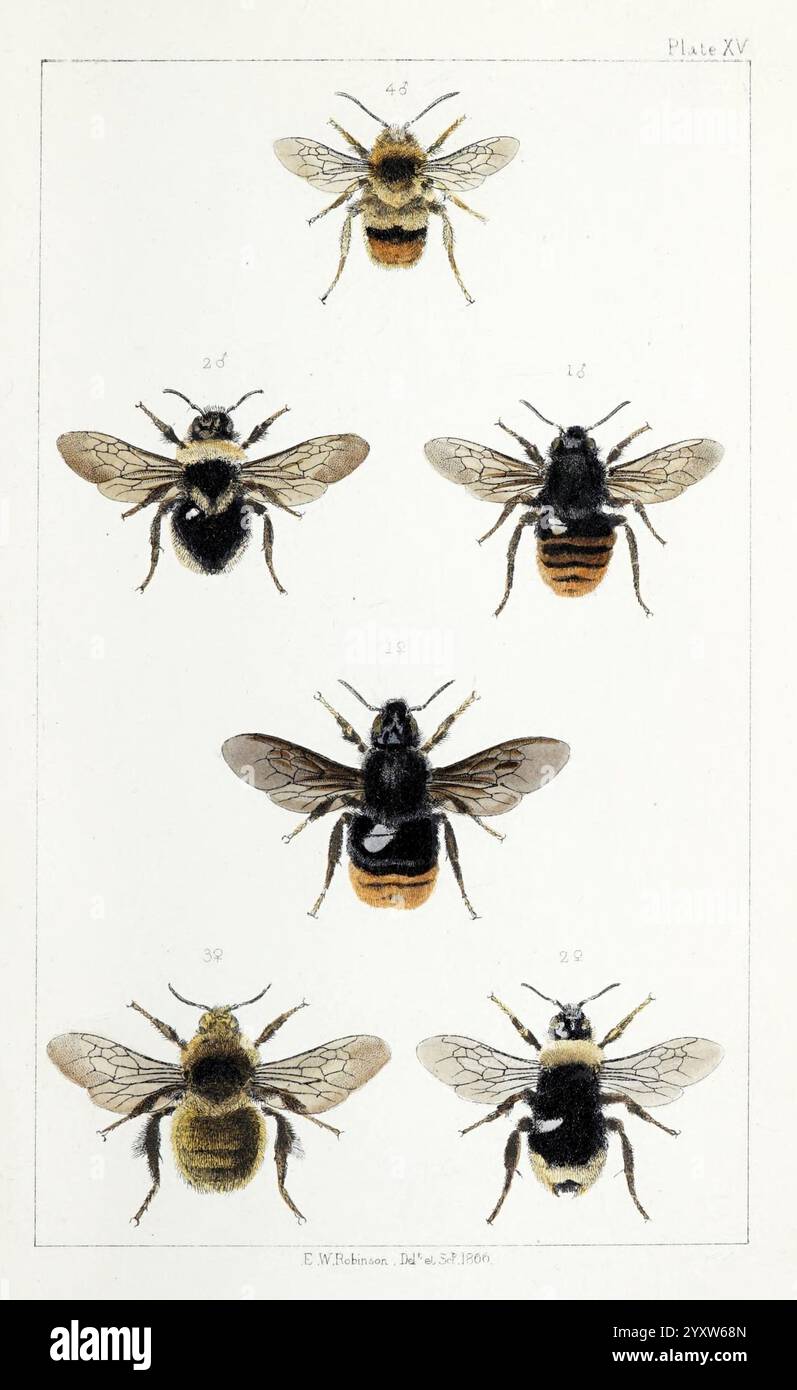 British, Bees, London, L. Reeve & Co, 1866, Bees, Großbritannien, Hymenoptera, diese detaillierte Abbildung zeigt eine Vielzahl von Bienen, die ihre einzigartigen physikalischen Eigenschaften hervorheben. Jede Probe ist als Referenz nummeriert, wobei sechs verschiedene Typen angezeigt werden. Das Arrangement besteht aus Bienen mit unterschiedlichen Körpermustern und Farben, darunter einige mit markanten Streifen und andere mit gedämpften Tönen. Die Abbildung betont die komplizierten Details der Flügel, Antennen und Körperstrukturen und bietet eine wissenschaftliche Studie dieser wichtigen Bestäuber. Beschriftungen enthalten Identifikationsnummer Stockfoto