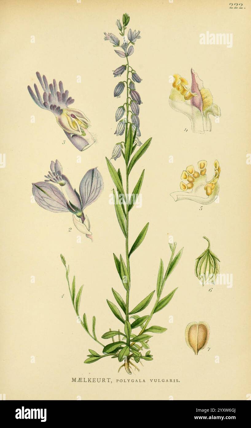 Billeder af Nordens Flora, København, G.E.C. Gad, 1901-1903 [d. h. 1907], Pictorial Works, Pflanzen, Skandinavien, Eine detaillierte botanische Illustration der Pflanze Mælkeurt, wissenschaftlich bekannt als Polygala vulgaris. Die zentrale Darstellung zeigt den schlanken grünen Stiel der Pflanze, der mit langen Blättern verziert ist. Um die Hauptfigur herum befinden sich mehrere kleinere Illustrationen, die verschiedene Blumenstrukturen, einschließlich Blüten und Samenkapseln, hervorheben. Diese detaillierten Darstellungen betonen die einzigartige Morphologie der Pflanze mit zarten Blütenblättern und charakteristischen Fortpflanzungsmerkmalen. Die Kompositionskontrolle Stockfoto