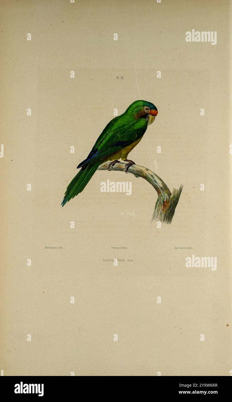 Iconographie des perroquets, Paris, P. Bertrand, 1857, Bird, Vögel, Papageien, Papageien, Bildwerke, beliebte Werke, der Papageiensittich Eupsittula canicularis, Ein lebhafter grüner Papagei, der sich anmutig auf einem Zweig erhebt und sein markantes Gefieder zeigt. Der Vogel verfügt über eine markante blaue Krone und einen dezenten orangen Akzent auf dem Schnabel, was sein farbenfrohes Aussehen unterstreicht. Die scharfen Augen und die aufmerksame Haltung deuten auf eine neugierige und lebendige Natur hin. Der Zweig, auf dem er sitzt, ist strukturiert und betont die natürliche Umgebung, während der Hintergrund neutral bleibt und den Fokus auf die Schönheit des Papageiens lenkt. Dieses Bildmaterial Stockfoto