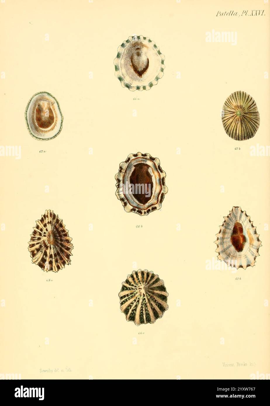 Conchologia Iconica oder Illustrationen of the Muscheln of Molluscous Animals London, Reeve, Brothers, 1843–1878. Mollusks, Pictorial Works, Shells, Eine Sammlung verschiedener Muschelexemplare, die in organisierter Weise gezeigt werden und unterschiedliche Formen und Muster zeigen. Das Arrangement umfasst sechs verschiedene Arten von Schalen, jede mit einzigartigen Strukturdetails und Farben. Die Proben umfassen flache, ovale und geriffelte Schalen mit aufwändig gestalteten Oberflächen, die natürliche Variationen hervorheben. Einige Schalen weisen eine glatte Oberfläche auf, während andere mit markanten Rippen oder Rillen verziert sind. Der Hintergrund Stockfoto