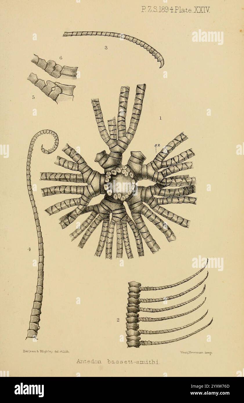 Die Illustration zeigt eine detaillierte Untersuchung eines Meeresorganismus, wahrscheinlich einer Art Meeresbewohner oder Stachelhäuter. Im Mittelpunkt der Zusammensetzung steht eine kreisförmige Form, die den Hauptkörper des Organismus darstellt, umgeben von zahlreichen langen Anhängen oder nach außen ausstrahlenden Armen. Jeder Arm ist segmentiert und zeigt eine Reihe von unterschiedlichen Gelenkabschnitten. Die Komplexität der Anatomie wird durch feine Linien und präzise Beschriftungen unterstrichen, die verschiedene Teile des Organismus, wie Körper und Arme, anzeigen. Die Stockfoto
