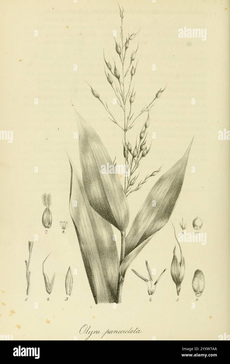Art Graminum, Petropoli, Impensis Academiae Imperialis Scientiarum, 1828-1836, Gramineae, Bildwerke, Gräser, die Abbildung zeigt eine detaillierte Darstellung der Pflanzenart Olyra paniculata. Im Mittelpunkt der Zusammensetzung steht der hohe, schlanke Stamm der Pflanze mit langen Blättern, die eine spitze Spitze aufweisen. Die primäre Illustration wird durch mehrere kleinere Zeichnungen flankiert, die mit Zahlen beschriftet sind und die verschiedene Stufen und Teile der Pflanze, einschließlich ihrer Blütenstände und Samenstrukturen, darstellen. Die komplizierten Details heben die botanischen Merkmale hervor und ermöglichen eine genauere Betrachtung der Flora Stockfoto