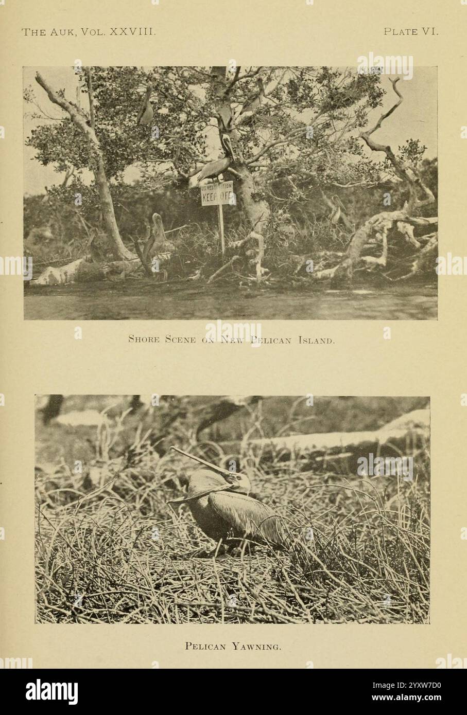 Die Auk Washington, D.C. American Ornithologists' Union etc. 1884- Vogelzeitschriften, die Szene zeigt eine natürliche Landschaft mit lebendiger Vegetation und Tierwelt. Im oberen Bereich werden verschiedene Vögel zwischen üppigen Bäumen beobachtet, wobei in der Nähe ein Schild mit dem Hinweis „Pelikannest“ steht, was darauf hindeutet, dass dieses Gebiet für die Vogelnistung und die Beobachtung der Wildtiere von Bedeutung ist. Der untere Teil fängt einen Pelikan in entspannter Haltung ein, der seinen Schnabel wie ein Gähnen weit ausdehnt und seine charakteristischen Merkmale zum Ausdruck bringt. Die Gegenüberstellung hebt die ruhige und dennoch dynamische Umgebung von New Pelican Island hervor und betont beide Stockfoto