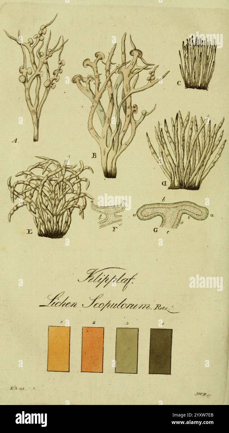 Svenska, Lafvarnas, färghistoria, Stockholm, Tryckt, hos, C. Delén, 1805-[1809], Flechten, copulorum, diese Illustration zeigt eine Reihe botanischer Studien, die verschiedene Arten von Meeresalgen zeigen. Die beschrifteten Proben enthalten Formen, die Ästen ähneln, und zarte Fronds, was die Vielfalt der Struktur und Form der verschiedenen Exemplare unterstreicht. Jedes Exemplar ist akribisch detailliert und zeigt komplizierte Muster und Texturen. Unterhalb der botanischen Darstellungen befindet sich eine Farbpalette aus vier Farbtönen, die wahrscheinlich verwendet werden, um die natürlichen Farben von Algen darzustellen, von warm bis zu Stockfoto