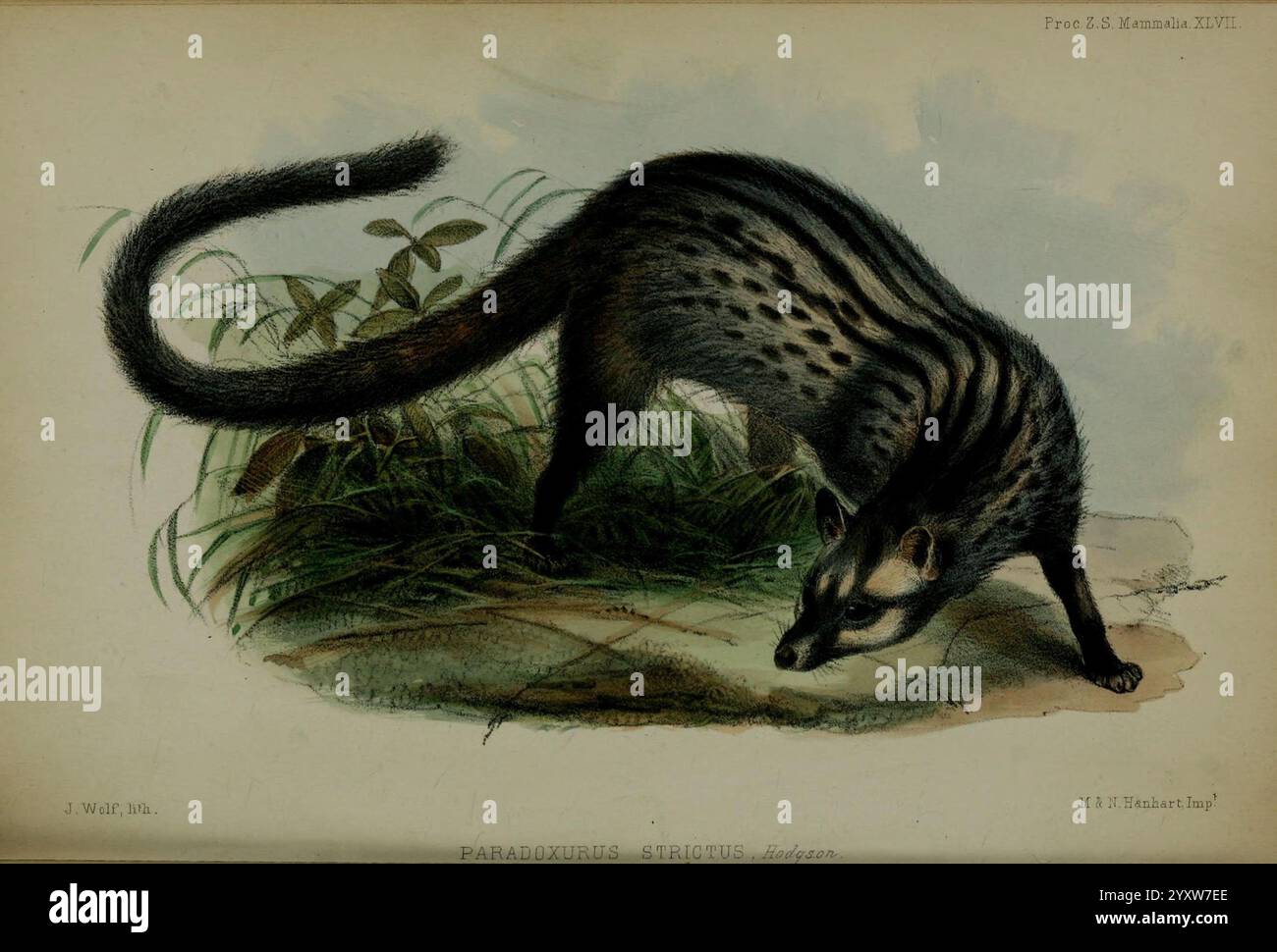 Proceedings of the Zoological Society of London, 1856 London, Academic Press, 1833-1965 London Periodicals Zoology London, Ein gestreiftes Tier wird in einer natürlichen Umgebung dargestellt, das anmutig durch üppiges Gras und Laub navigiert. Der lang gestreckte Körper zeigt markante Streifen entlang des Rückens, während sein scharfer, aufmerksamer Ausdruck auf Neugier und Bewusstsein für seine Umgebung hinweist. Die Umgebung betont ein Gefühl der Wildnis, was die Fähigkeit des Tieres unterstreicht, sich in seinen Lebensraum einzufügen. Diese Kreatur ist ein Beispiel für eine Mischung aus Agilität und Tarnung, oft verbunden mit nächtlichem Verhalten. Die Stockfoto