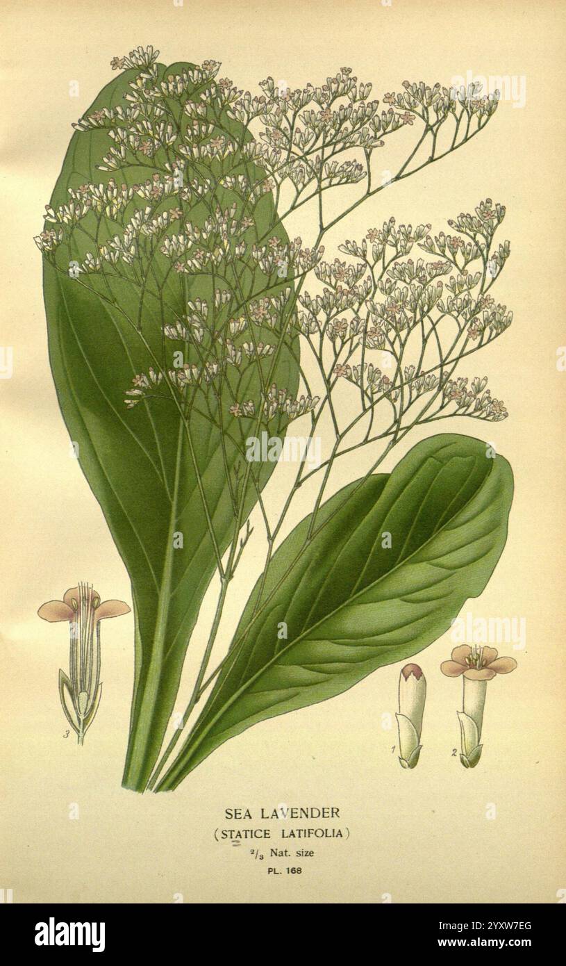 Lieblingsblumen des Gartens und Gewächshauses, London und New York, Frederick warne & Co, 1896-97, Frankreich, 19. Jahrhundert, Icônes, Blumenzucht, Chromolithographie, Pflanzen Zierpflanzen, Limonium latifolium, die Illustration zeigt den Meerlavendelbaum (Statice latifolia) und hebt seine Besonderheiten hervor. Im Mittelpunkt der Zusammensetzung stehen die breiten, länglichen Blätter, die die robuste Struktur der Pflanze betonen. Auf den schlanken Stielen sind zarte Häupter aus kleinen weißen Blüten zu sehen, die nach außen strahlen und ein weiches, luftiges Aussehen schaffen. Seitlich sind detaillierte Zeichnungen der Blume und der Charakteristika Stockfoto