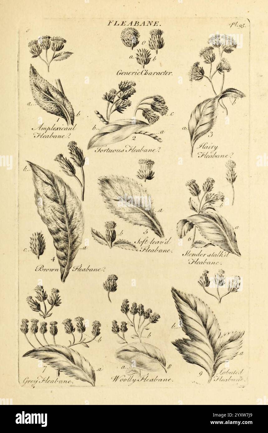 Das Gemüsesystem, London, gedruckt auf Kosten des Autors und verkauft von R. Baldwin, 1759–1763, Botanik, Bildwerke, Eine Sammlung detaillierter botanischer Illustrationen mit verschiedenen Arten von fleabane. Jede Illustration ist akribisch gerendert und zeigt die zarte Struktur von Blättern und Blumen. Das Layout umfasst mehrere Proben, die mit den entsprechenden Namen gekennzeichnet sind. Die verschiedenen Arten weisen unterschiedliche Blattformen und Blumenarrangements auf, was die Vielfalt innerhalb der fleabane-Gattung unterstreicht. Die Gesamtpräsentation ist lehrreich und wahrscheinlich für eine botanische Referenz gedacht Stockfoto