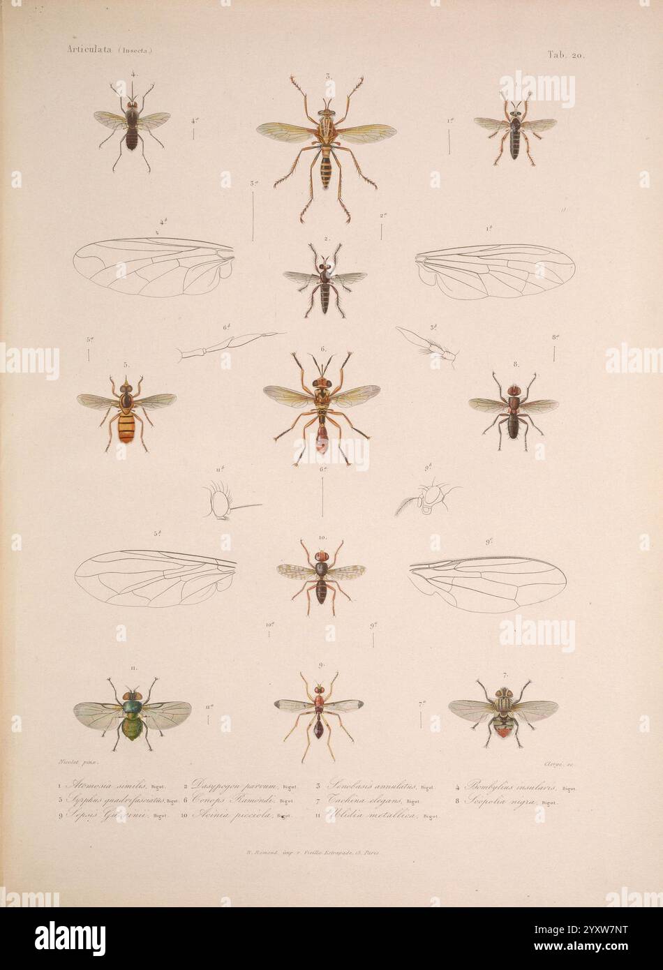 Histoire physique, politique et naturelle de l'Ile de Cuba Atlas Insekten Paris A. Bertrand 1838-1857 Kuba Naturgeschichte Botanik Arthropoda Beschreibung und Reise Arthropoden, Eine detaillierte Illustration, die verschiedene Arten von Ameisen und ihre anatomischen Merkmale zeigt. Die Anordnung umfasst mehrere Ansichten jeder Ameise, die ihre einzigartigen Eigenschaften wie Körperform, Antennen und Flügelstruktur hervorheben. Die Illustration zeigt auch mehrere Exemplare in verschiedenen Posen, die die Vielfalt innerhalb der Ameisenfamilie betonen. Jede Art ist mit wissenschaftlichen Bezeichnungen gekennzeichnet, die einen Einblick in die geben Stockfoto