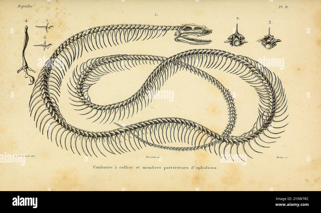 Erpétologie générale, ou, Histoire naturelle complète des Reptiles, Paris, Roret, 1834-1854, Amphibien, Herpetologie, Reptilien, Eine detaillierte Illustration eines Schlangenskeletts, die die komplizierte Anordnung der Wirbel zeigt, die den langgestreckten Körper bilden. Die Skelettstruktur wird mit präzisen anatomischen Details dargestellt, einschließlich des Schädels an einem Ende, was die einzigartigen Merkmale der Reptilienphysiologie hervorhebt. Die Hauptabbildung wird durch beschriftete Diagramme ergänzt, die zusätzliche Ansichten bestimmter Skelettelemente bieten und die Komplexität des Skelettsystems der Schlange betonen. Dieses Bildmaterial Stockfoto