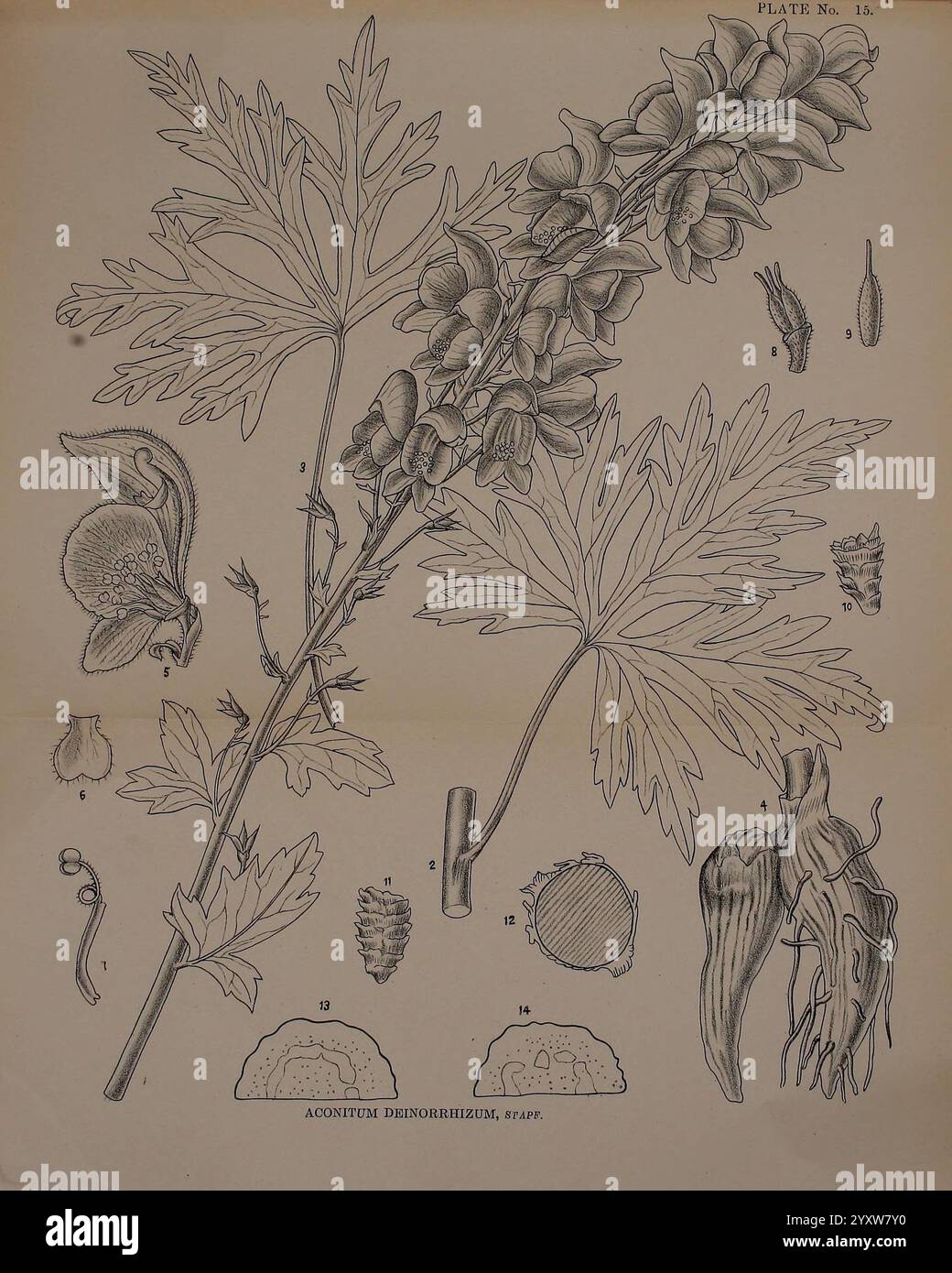 Indische Heilpflanzen, Bahadurganj, Indien, Sudhindra Nath Basu, Panini Büro, 1918, Indien, Botanik, Botanik Medical, die Illustration zeigt eine detaillierte botanische Studie der Aconitum-Gattung, allgemein bekannt als Monkshood oder Wolfsbane. Die Pflanze ist mit ihrem charakteristischen Blattstiel dargestellt, mit üppigem grünem Laub und Haufen markanter violetter Blüten, die aus den oberen Teilen hervorgehen. Jede Komponente der Pflanze ist sorgfältig gekennzeichnet, mit begleitenden Abbildungen verschiedener Teile, einschließlich Samen, Wurzeln und Blütenstrukturen. Die komplizierten Details heben das Morpho der Pflanze hervor Stockfoto