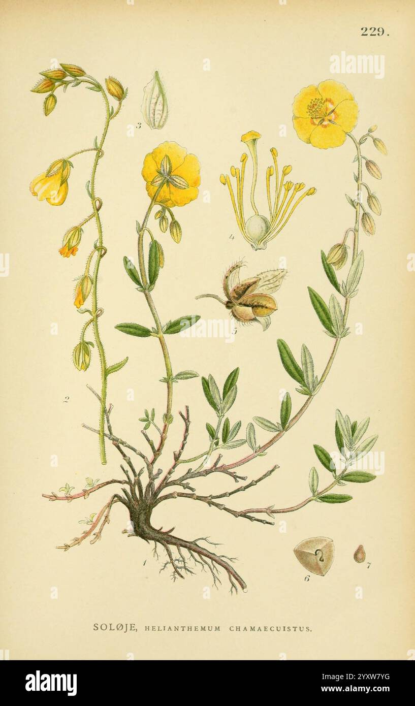 Billeder af Nordens Flora, København, G.E.C. Gad, 1901-1903 [d. h. 1907], Bildwerke, Pflanzen, Skandinavien, die Illustration zeigt eine detaillierte botanische Studie der Blume Helianthemum chamaecistus. Auffällige gelbe Blüten sind abgebildet, die ihre zarten Blütenblätter und ihre komplizierten Stamen zeigen. Die Zusammensetzung umfasst den Stamm und die Blätter der Pflanze, wodurch ihre Anordnung und Form hervorgehoben wird. Weitere Elemente im Bild sind ein kleines Insekt, möglicherweise eine Biene, die mit der Blume interagiert, und ein Abschnitt, in dem Samen und Wurzeln dargestellt werden, um Einblicke in die Anatomie und Fortpflanzung der Pflanze zu erhalten Stockfoto