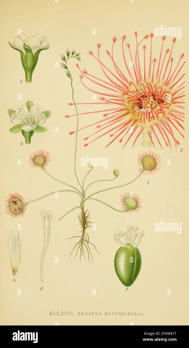Billeder af nordens Flora København, G.E.C. Gad's Forlag, 1917-1927, Finnland, Bildwerke, Pflanzen, Skandinavien, der New York Botanische Garten, Drosera rotundifolia, Soldug, Drosera rotundifolia, diese Illustration zeigt die Drosera rotundifolia, allgemein bekannt als der Sonnentau, eine faszinierende fleischfressende Pflanze. Das Bild zeigt verschiedene Teile der Pflanze, einschließlich ihrer charakteristischen runden Blätter, die mit Drüsentrichomen bedeckt sind, die eine klebrige Substanz absondern, um Beute zu fangen. Oben links kann man die Blütenknospen vor der Blüte beobachten, während die Hauptblume mit auffälliger Darstellung zu sehen ist Stockfoto