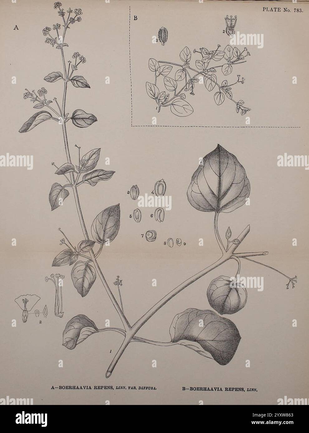 Indische Heilpflanzen Bahadurganj, Indien, Sudhindra Nath Basu, Büro Pâninî, 1918, Botanik, Botanik Medizin, indien, Pflanzen, Stämme, Blätter, Blüten, diese Illustration zeigt detaillierte botanische Darstellungen von Boerhaavia repens, einer krautigen Pflanze, die für ihre weitläufigen Stämme und charakteristischen Blätter bekannt ist. Der zentrale Teil der Komposition zeigt das komplizierte Laub und die Blumenstruktur der Pflanze, einschließlich der Blätter und Blüten mit präzisen Beschriftungen. In der Einlage werden zusätzliche Elemente wie Obst- und Blumenteile dargestellt, die einen umfassenden Blick auf die m der Pflanze bieten Stockfoto