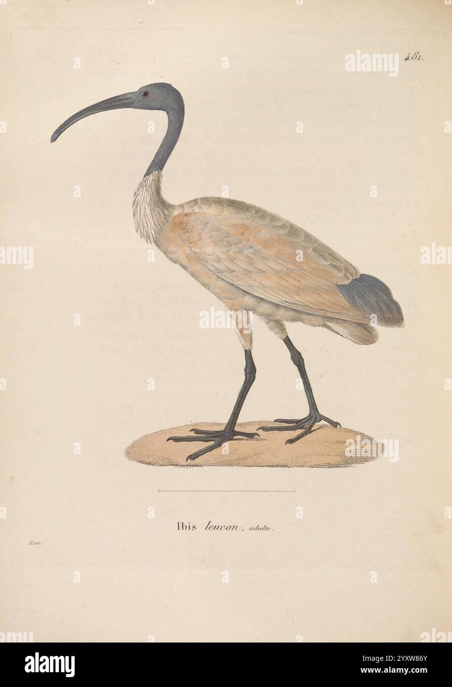 Nouveau recueil de Planches coloriées d'oiseaux, A Strasbourgh, Chez Legras Imbert et Comp, 1838, Vögel, malerische Werke, Eine detaillierte Illustration eines Ibis mit seinem langen, geschwungenen Schnabel und seinem schlanken Hals. Der Vogel steht hoch auf einem kleinen Stück Boden und unterstreicht seine elegante Haltung. Das Gefieder hat eine Mischung aus sanften Braun- und Brauntönen, mit einer auffälligen schwarzen Färbung um Kopf und Hals. Die Beine sind schlank und dunkel, was das zarte Aussehen des Vogels ergänzt. Unter dem Bild ist der Artenname „Ibis laevcon“ elegant eingeschrieben, was diesem Strikin einen wissenschaftlichen Kontext verleiht Stockfoto Nouveau recueil de Planches coloriées d'oiseaux, A Strasbourgh, Chez Legras Imbert et Comp, 1838, Vögel, malerische Werke, Eine detaillierte Illustration eines Ibis mit seinem langen, geschwungenen Schnabel und seinem schlanken Hals. Der Vogel steht hoch auf einem kleinen Stück Boden und unterstreicht seine elegante Haltung. Das Gefieder hat eine Mischung aus sanften Braun- und Brauntönen, mit einer auffälligen schwarzen Färbung um Kopf und Hals. Die Beine sind schlank und dunkel, was das zarte Aussehen des Vogels ergänzt. Unter dem Bild ist der Artenname „Ibis laevcon“ elegant eingeschrieben, was diesem Strikin einen wissenschaftlichen Kontext verleiht Stockfoto