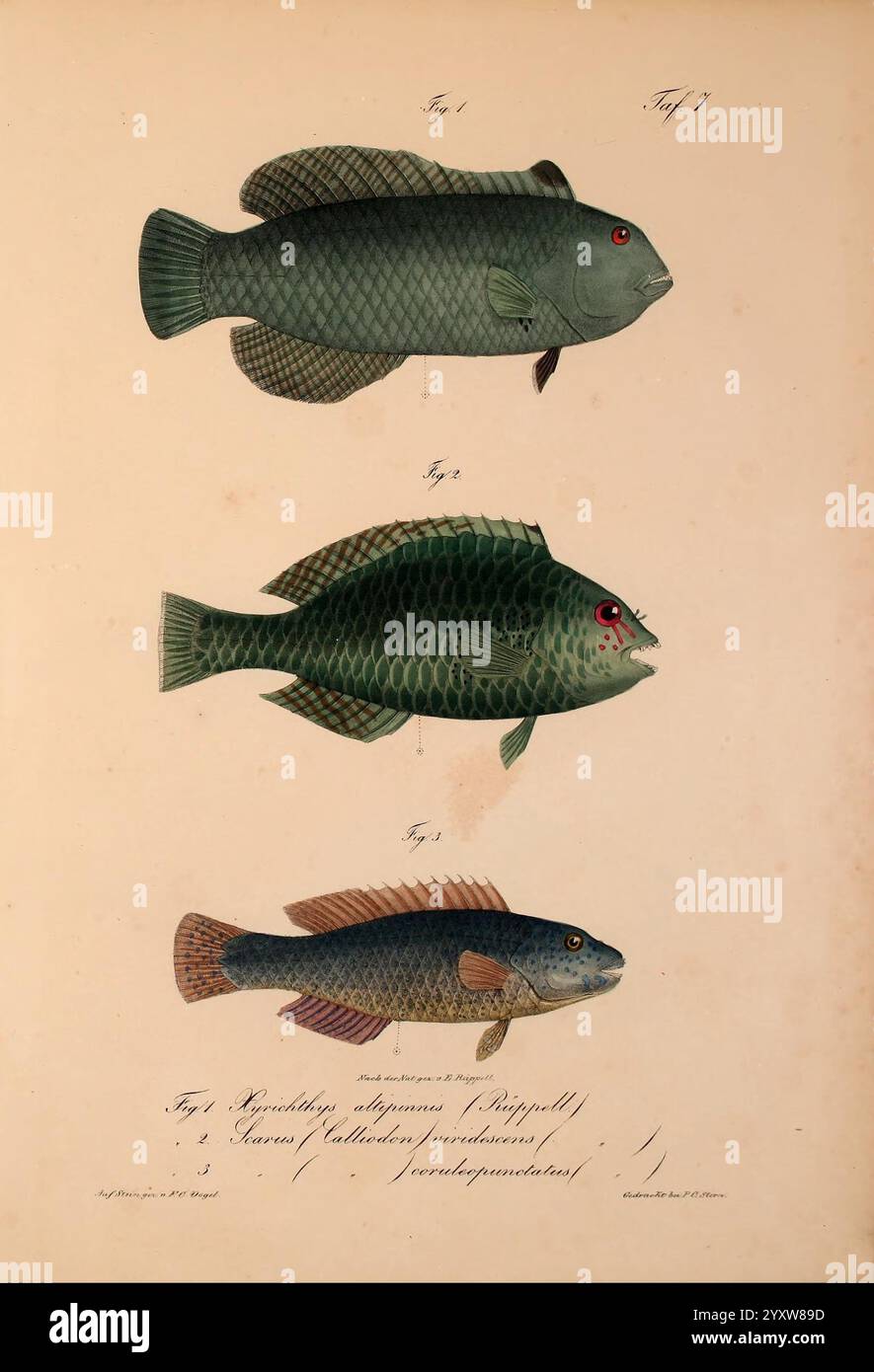 Neue Wirbelthiere zu der Fauna von Abyssinien gehörig, Frankfurt am Main, S. Schmerber, 1835-1840. Tiere, Rotes Meer, Identifizierung, Äthiopien, Zoologie, Klassifizierung, Meeresfische, die Abbildung zeigt drei verschiedene Fischarten, jede mit komplizierten Details dargestellt. Der oberste Fisch, der als Abbildung 1 beschriftet ist, hat einen stromlinienförmigen Körper und leuchtende grüne Schuppen mit roten Akzenten um die Augen. Der zweite Fisch, Abbildung 2, hat eine abgerundete Form und zeigt ein Muster von Skalen, das in der Farbgebung von tiefgrünem bis hellem Ton variiert, wobei auch die Augen mit auffälligen roten Augen akzentuiert werden. Und schließlich die untere flosse Stockfoto