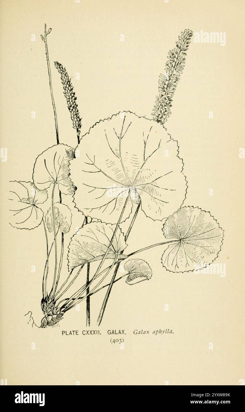 Süd, wild, Blumen und Bäume, New York, Stokes, [1901], Botanik, Blumen, Süden, staaten, Bäume, Frauen, in, Wissenschaft, Marian Ellis Rowan, die Illustration zeigt eine botanische Darstellung von Galax aphylla, allgemein bekannt als Käfer oder galax. Hervorzuheben sind die runden, gelappten Blätter, die auf langen Blattstielen sitzen und von einem zentralen Punkt ausstrahlen. Die Pflanze zeichnet sich durch ihr fleischiges, grünes Laub aus, das mit sichtbaren Adern versehen ist. Neben dem Laub erheben sich zierliche Blütenspitzen über die Blätter und zeigen kleine Blütensträhne. Diese Komposition unterstreicht das einzigartige Stockfoto