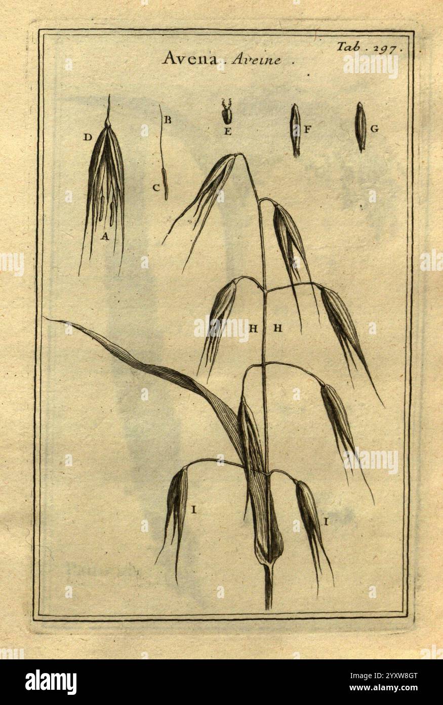 Josephi Pitton Tournefort, Institutiones rei herbariæ, Parisiis, E Typographia Regia, 1700-[1703], Botanik, prälinneanische Werke, Eine detaillierte botanische Illustration von Avena, allgemein bekannt als Hafer, mit mehreren beschrifteten Abschnitten. Die Abbildung zeigt die Struktur der Pflanze, einschließlich eines hohen Stängels mit langen, schlanken Blättern und ausgeprägten Blütenköpfen. Die einzelnen Teile sind mit Buchstaben von A bis I gekennzeichnet, die spezifische Elemente wie Getreide, Blätter und Zweige kennzeichnen und eine lehrreiche Referenz für die Untersuchung dieses Getreideanbaus darstellen. Das Gesamtdesign hebt die Innenseite hervor Stockfoto