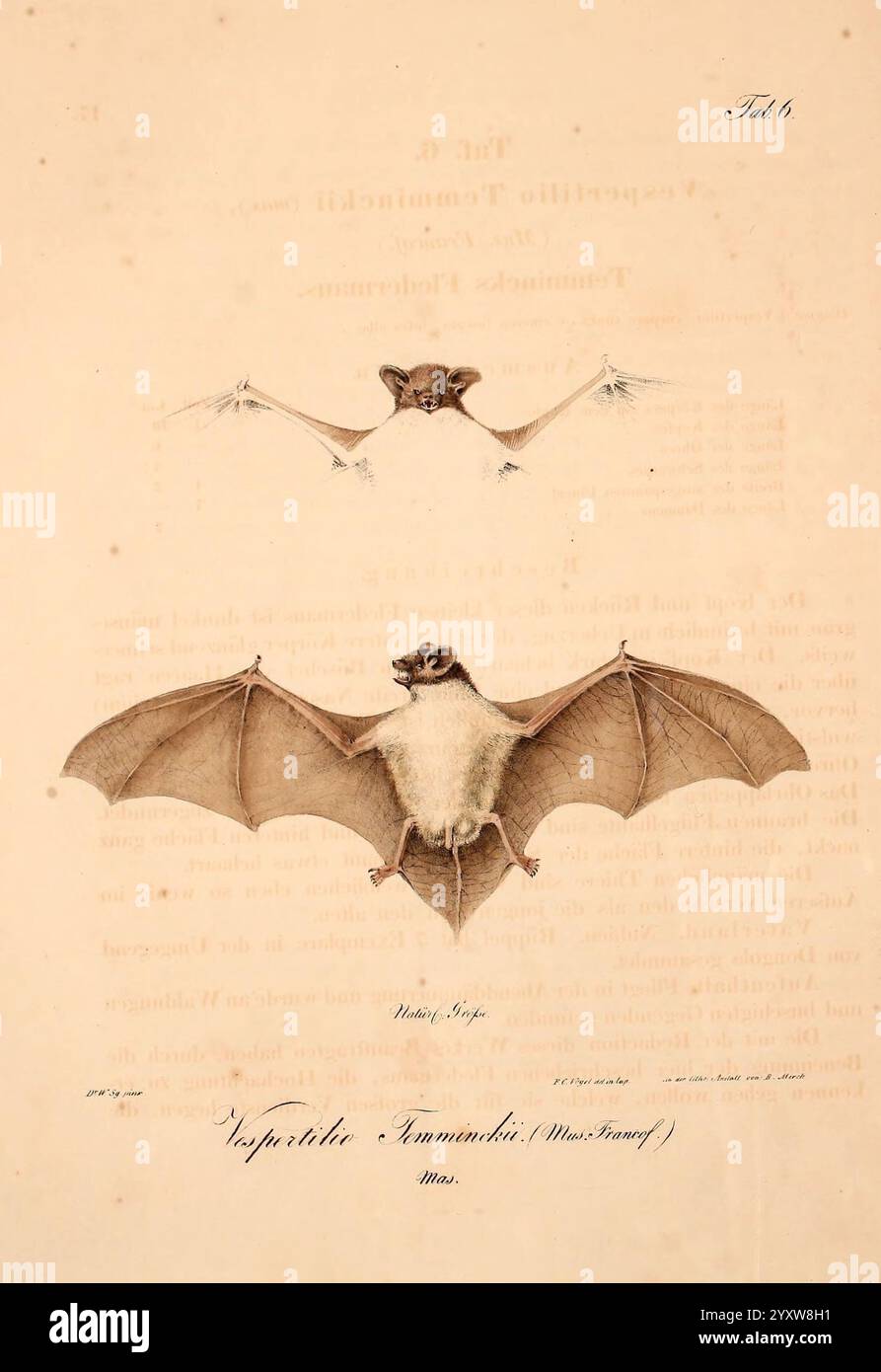 Atlas zu der Reise im nördlichen Afrika, Frankfurt am Main, Gedruckt und in Commission bei Heinr. Ludw. Brönner, 1826-1828, Rotmeer, Fledermaus, Fische, Zoologie, Chiroptera, Vespertilionidae, Meerestiere, Chiroptera, afrika Nord, vespertilio temminckii cretzschmar 1826, pipipistrellus rueppellii., die Abbildung zeigt zwei Arten von Fledermäusen, die ihre unterschiedlichen Flügelstrukturen und Körperformen zeigen. Die obere Fledermaus zeigt eine anmutige, nach oben gespreizte Flügelpartie, die die empfindliche Membran hervorhebt, die den Flug erleichtert. Unten ist die zweite Fledermaus in einer eher frontalen Ansicht dargestellt und zeigt ihren Robus Stockfoto