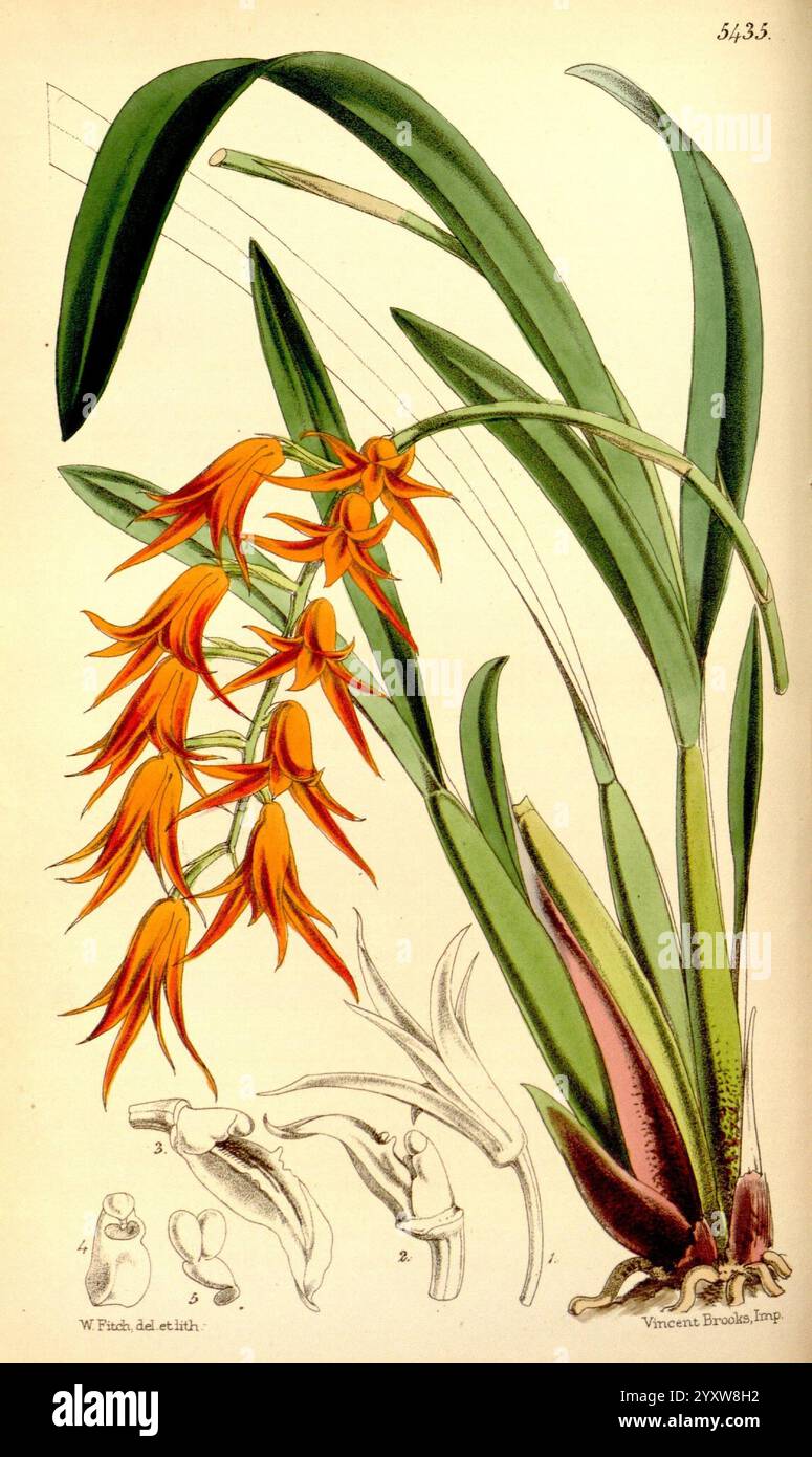 Curtis Botanical Magazine London New York Botanical Magazine zeigt Bildwerke Curtis, zarte orangene Blüten wachsen auf schlanken grünen Stielen und zeigen lebendige Farbtöne, die sich mit langen, schmalen Blättern abheben. Die Blüten weisen komplizierte Blütenblätter auf, wobei einige Blütenblätter elegant geschwungen und andere weit verbreitet sind. Unter der Blumenanordnung zeigt eine detaillierte Darstellung die Fortpflanzungsstrukturen der Pflanze, die präzise dargestellt werden, um ihre Formen und Verbindungsteile zu veranschaulichen. Das Gesamtdesign verkörpert die Schönheit und Komplexität dieses botanischen Exemplars und betont beides Stockfoto