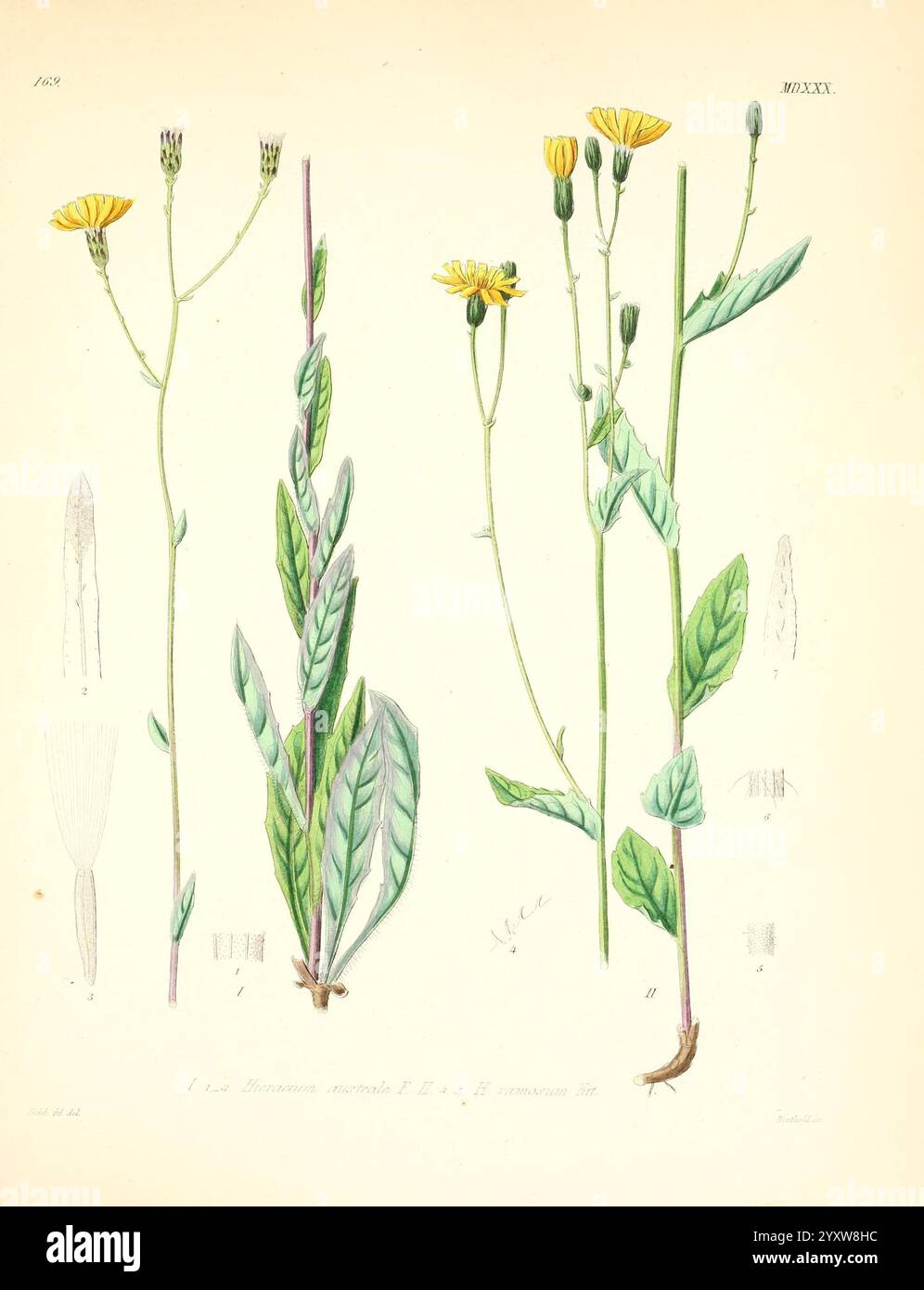 Icones florae Germanicae et Helveticae, Simul Pedemontanae, Tirolensis, Istriacae, Dalmaticae, Austriacae, Hungaricae, Transylvanicae, Moravicae, Borussicae, Holsaticae, Belgicae, Hollandicae, ergo Mediae Europae. Lipsiae, F. Hofmeister 1834-1912. [v. 1, 1850], Europa, Bildwerke, Pflanzen, die Abbildung zeigt detaillierte Darstellungen einer blühenden Pflanze mit ihren zarten gelben Blüten und langen grünen Stängeln. Auf der linken Seite zeigt ein hoher Stamm mehrere Knospen und offene Blüten, während die rechte Seite einen schlankeren, belaubten Stamm mit zusätzlichen Blüten zeigt. Unter der Hauptdarstellung Stockfoto