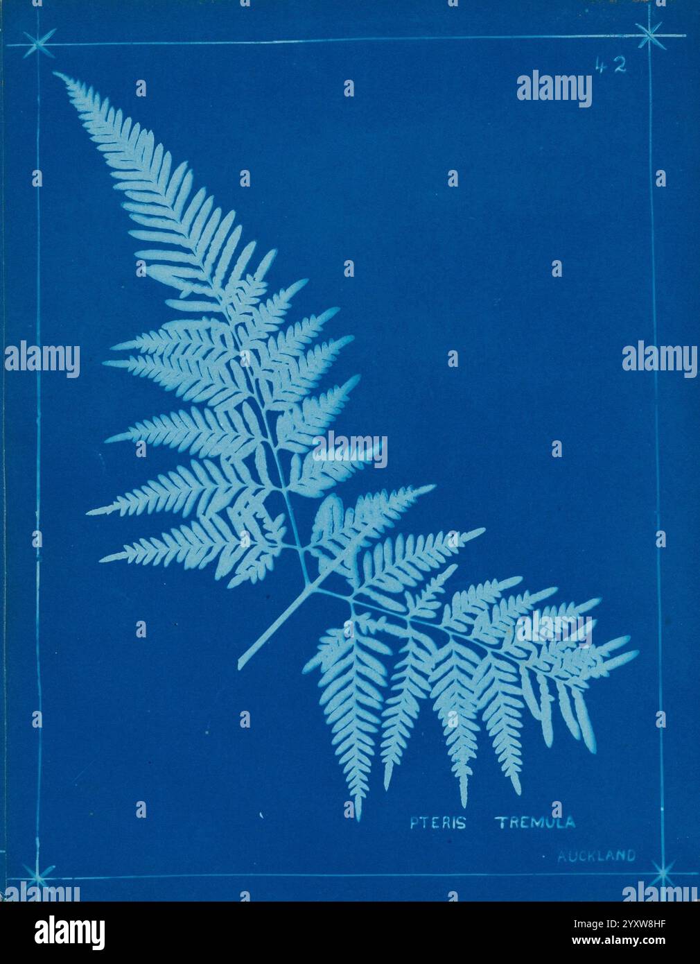 New Zealand Farns Auckland, New Zealand Dobbie, H. B. 1880, Botanik Botanik Botanik Pictorial Works Ferns New Zealand Pictorial Works Nature Prints New Zealand Rare Books Auckland war Memorial Museum Tāmaki Paenga Hira, Eine eindrucksvolle Darstellung eines zarten Farns, die die komplizierten Muster seiner Wedel zeigt. Das Laub ist elegant angeordnet und unterstreicht die natürliche Symmetrie und Textur der Blätter. Der Hintergrund bildet einen schönen Kontrast und unterstreicht die Details des Farns. Am unteren Rand ist der Name „PTERIS TREMULA“ mit einer eleganten Inschrift versehen Stockfoto