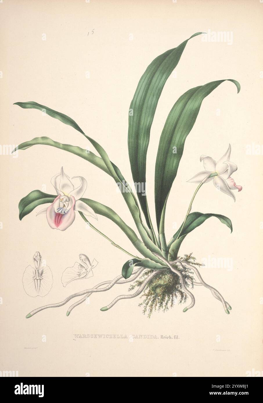 Pescatorea, Bruxelles, M. Hayez, 1860, Orchidaceae, eine exquisite Illustration der **Vandenboschilla catleyana**, die ihre Besonderheiten und natürliche Schönheit zeigt. Das Kunstwerk zeigt eine üppig grüne Pflanze mit langen, sich verjüngenden Blättern, die elegant von einem zentralen Stamm gebogen werden. Hervorzuheben sind zarte, komplizierte Blüten, die sich durch eine weiße Blütenstruktur und einen Hauch von Rosa im Hals auszeichnen, was die Komplexität der Orchideenfamilie symbolisiert. Begleitende Skizzen zeigen zusätzliche botanische Details, einschließlich der Struktur und Anordnung der Blume, die die Kunst und Präzision betonen Stockfoto