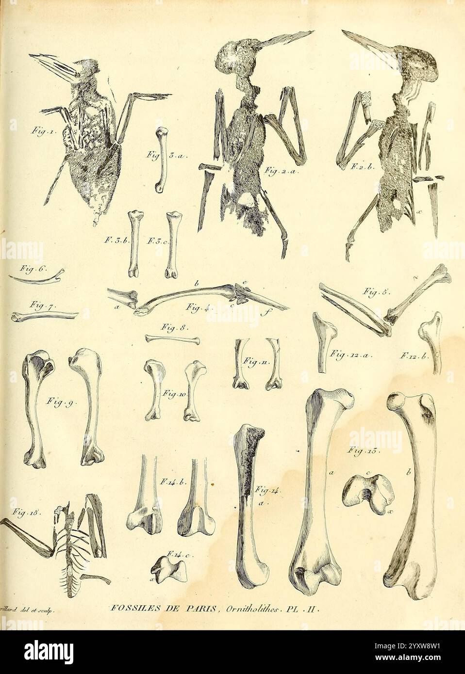 Recherches sur les ossemens Fossiles de quadrupèdes, Paris, Deterville, 1812. Frankreich, Paläontologie, Geologie, Region Paris, Säugetierfossilien, Wirbeltierfossilien, Fossilien, Fossilien. die Komposition enthält eine detaillierte Illustration, die eine Vielzahl fossiler Vogelskelette zeigt, die sowohl vollständige als auch partielle Exemplare zeigen. Zu den sichtbaren Elementen gehören die Überreste eines Vogels mit ausgeprägtem Schnabel und ausgeprägten Skelettstrukturen, darunter verschiedene Knochenfragmente, die Flügel, Beine und Schädel darstellen. Die Abbildung wird von beschrifteten Abbildungen begleitet, die die einzelnen Komponenten und t anzeigen Stockfoto